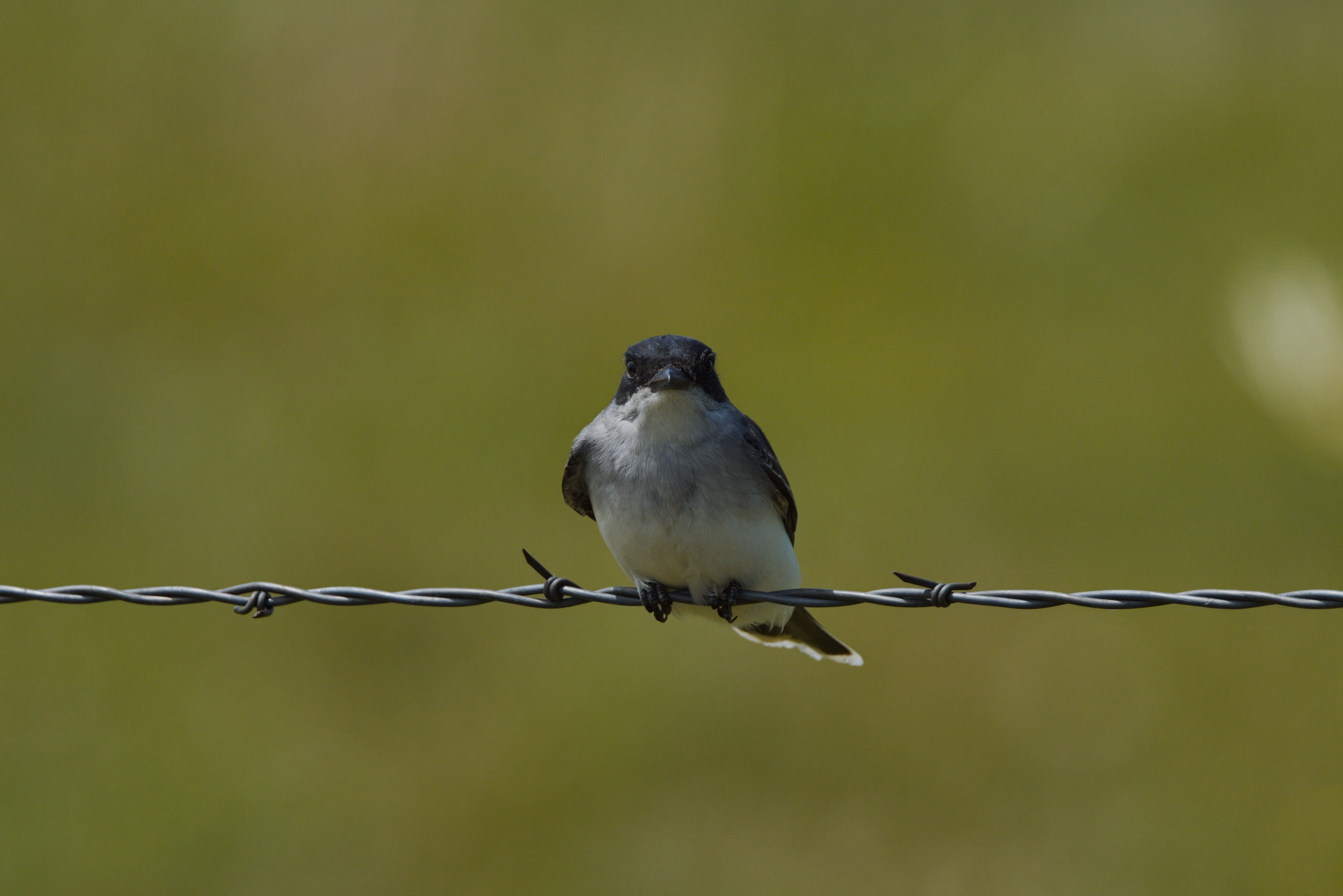 Eastern Kingbird photograph 3