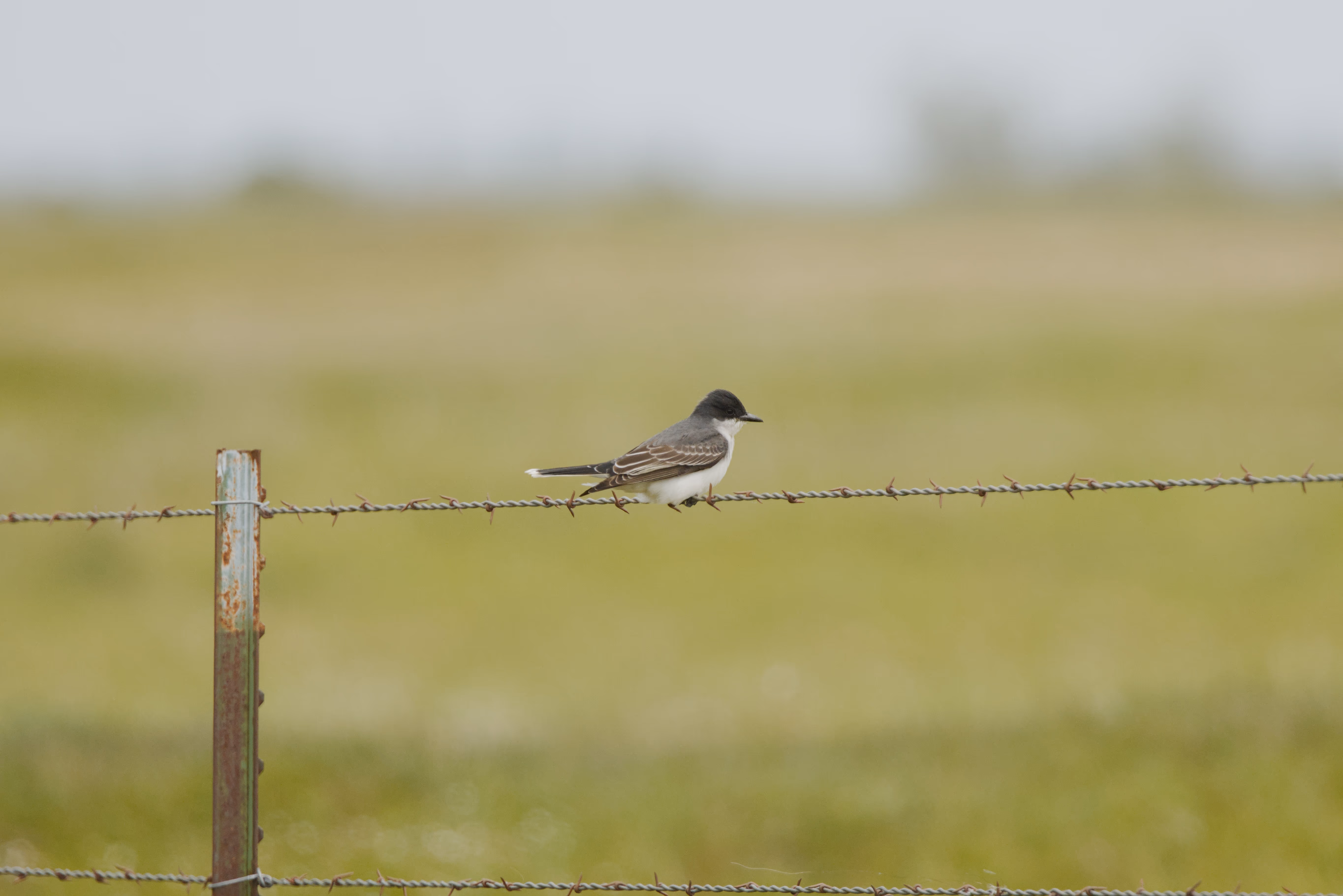 Eastern Kingbird photograph 2