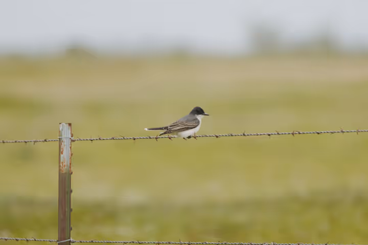 Eastern Kingbird trip image