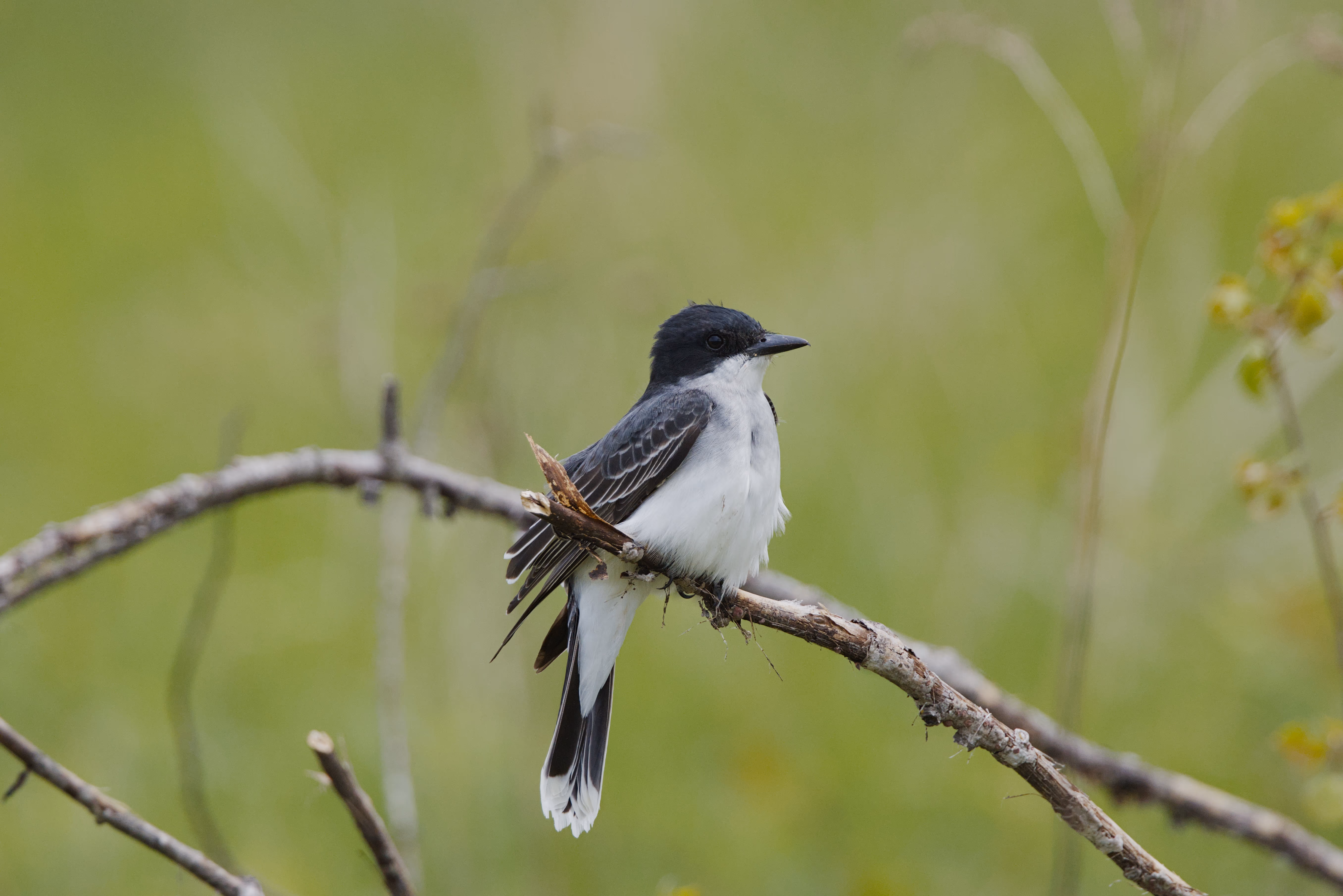 Eastern Kingbird photograph 1
