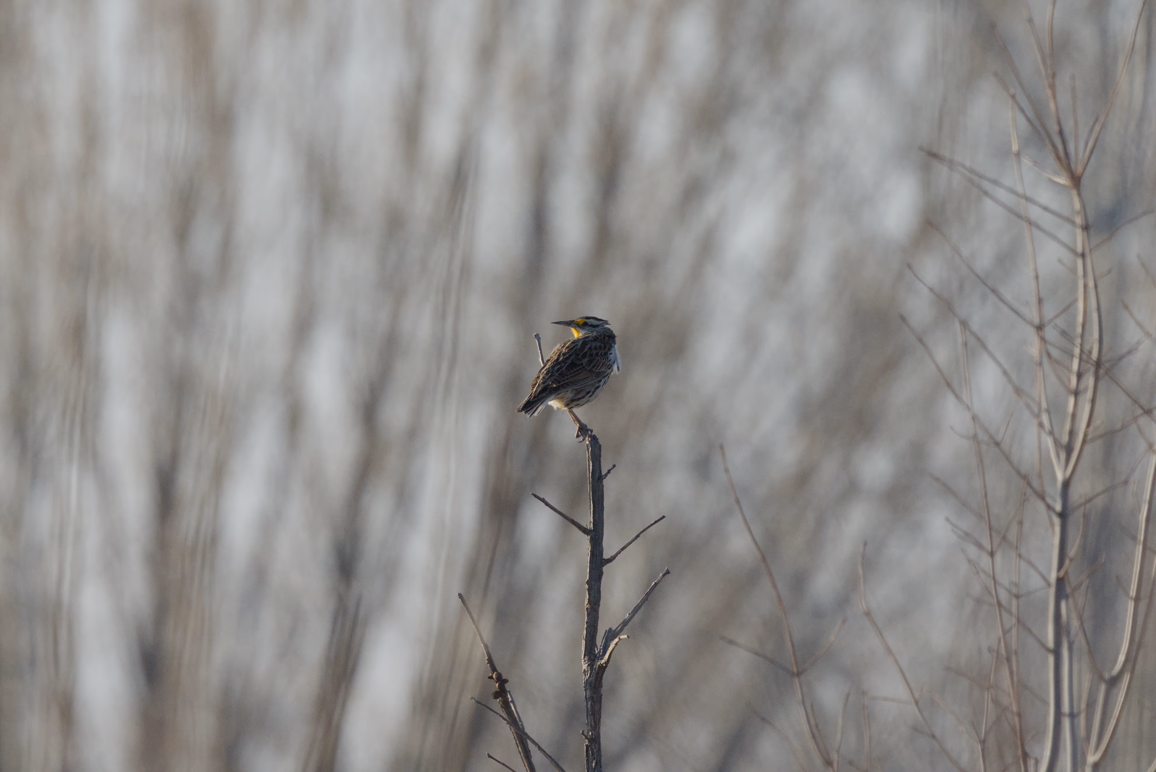 Eastern Meadowlark photograph 1
