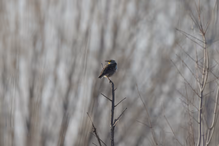 Eastern Meadowlark trip image