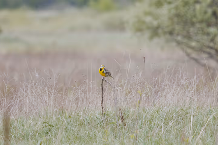 Eastern Meadowlark recent capture
