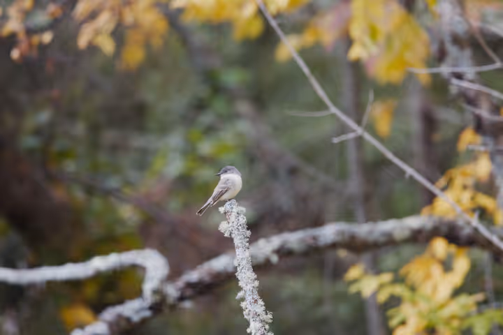 Eastern Wood-Pewee recent capture