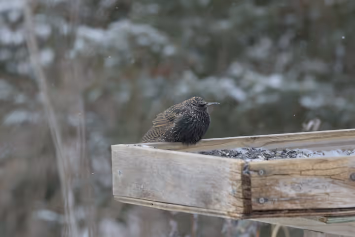 European Starling trip image