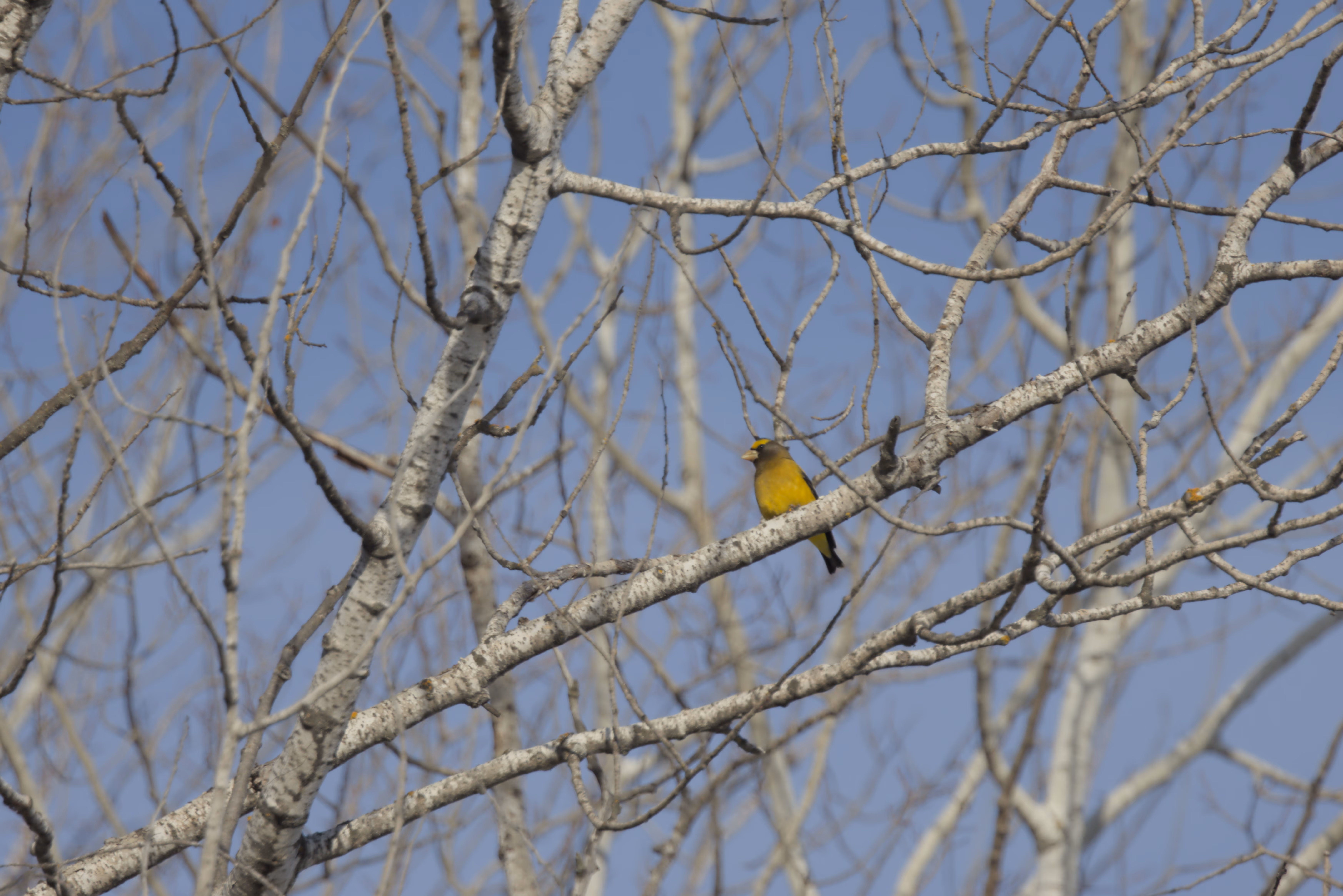 Evening Grosbeak photograph 1