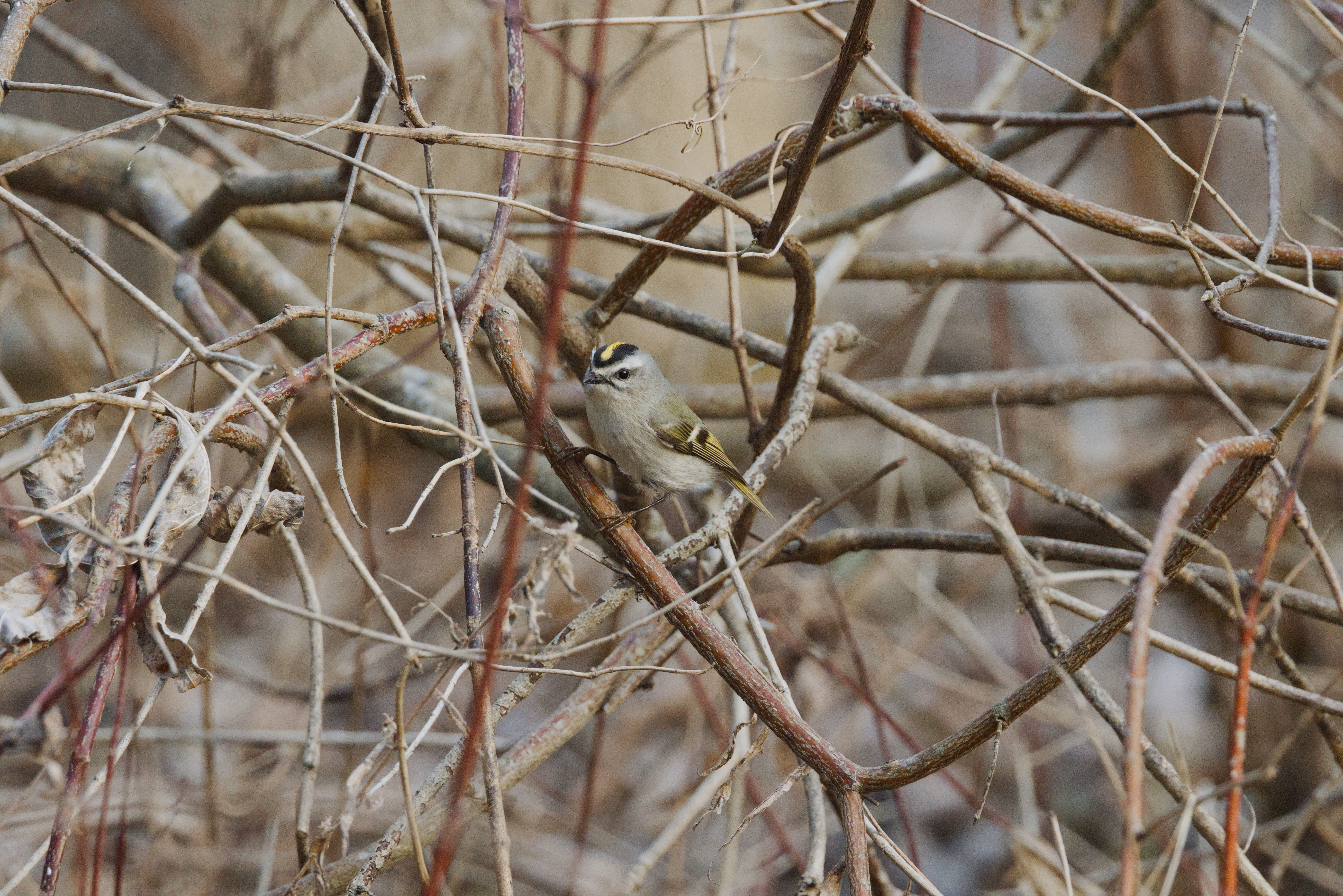 Golden-crowned Kinglet photograph 2