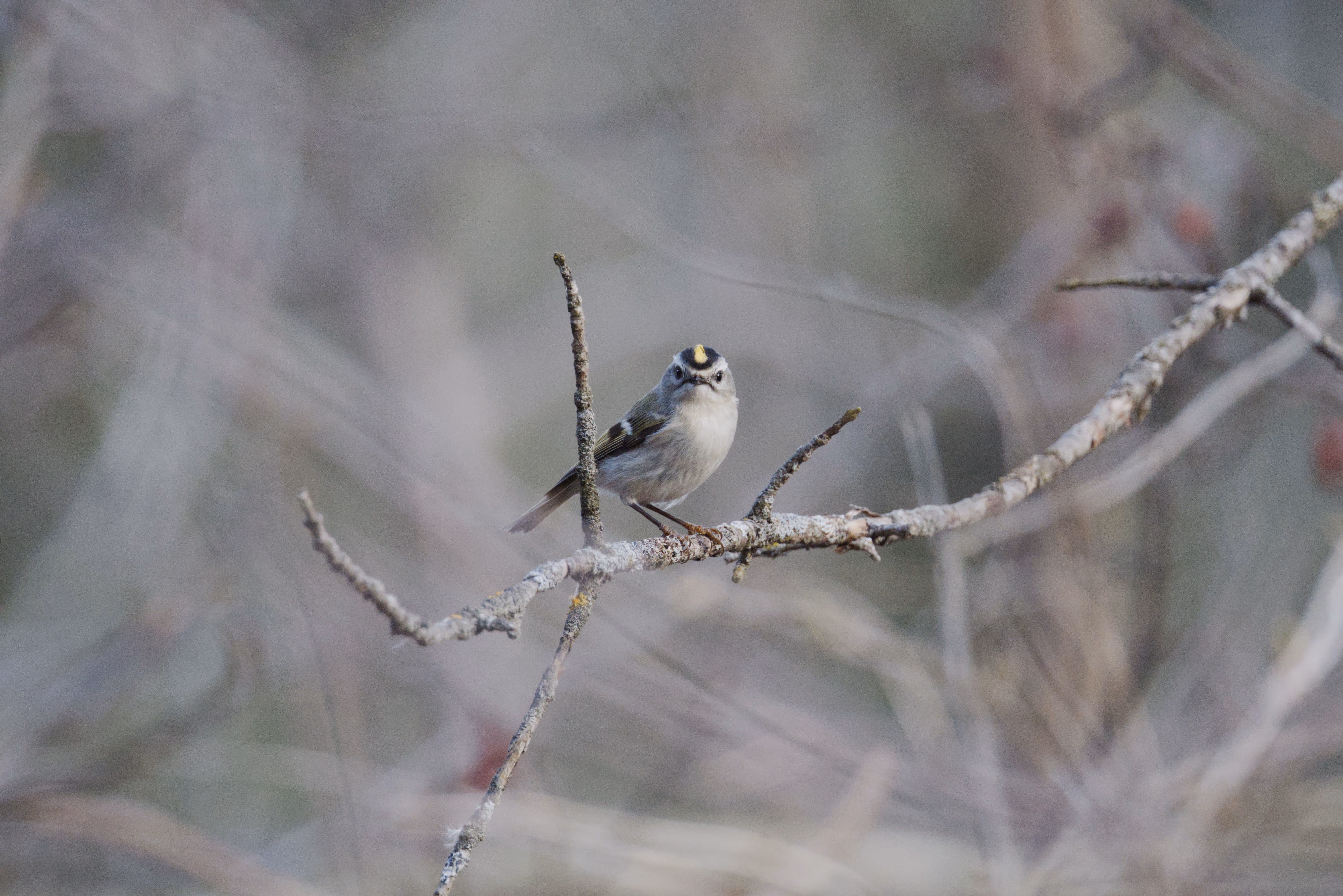 Golden-crowned Kinglet photograph 1
