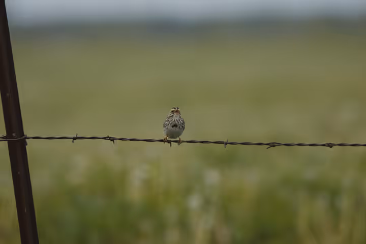Grasshopper Sparrow recent capture