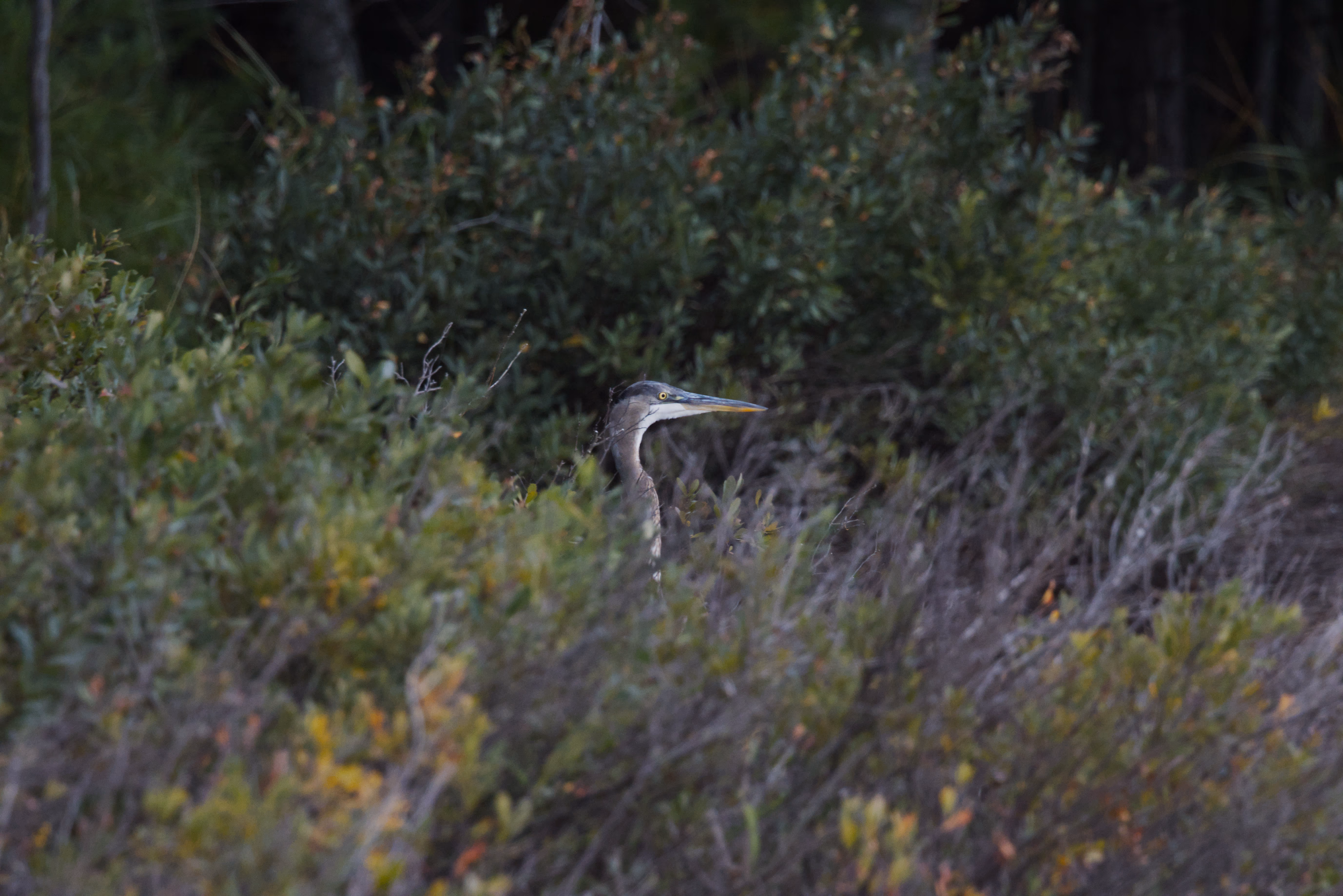 Great Blue Heron photograph 1