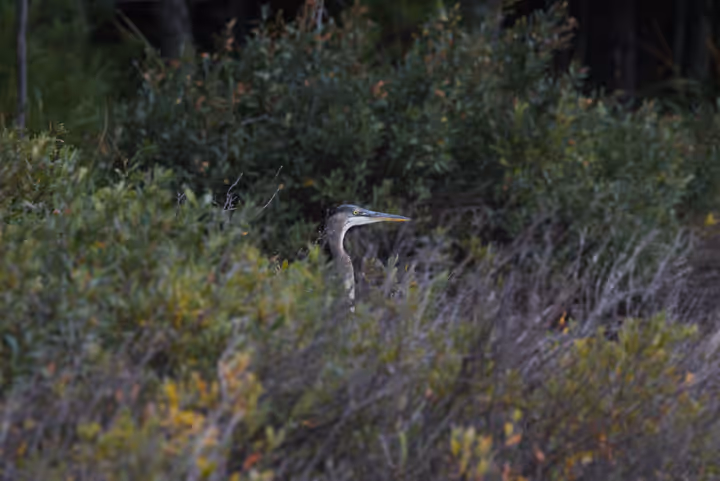 Great Blue Heron recent capture