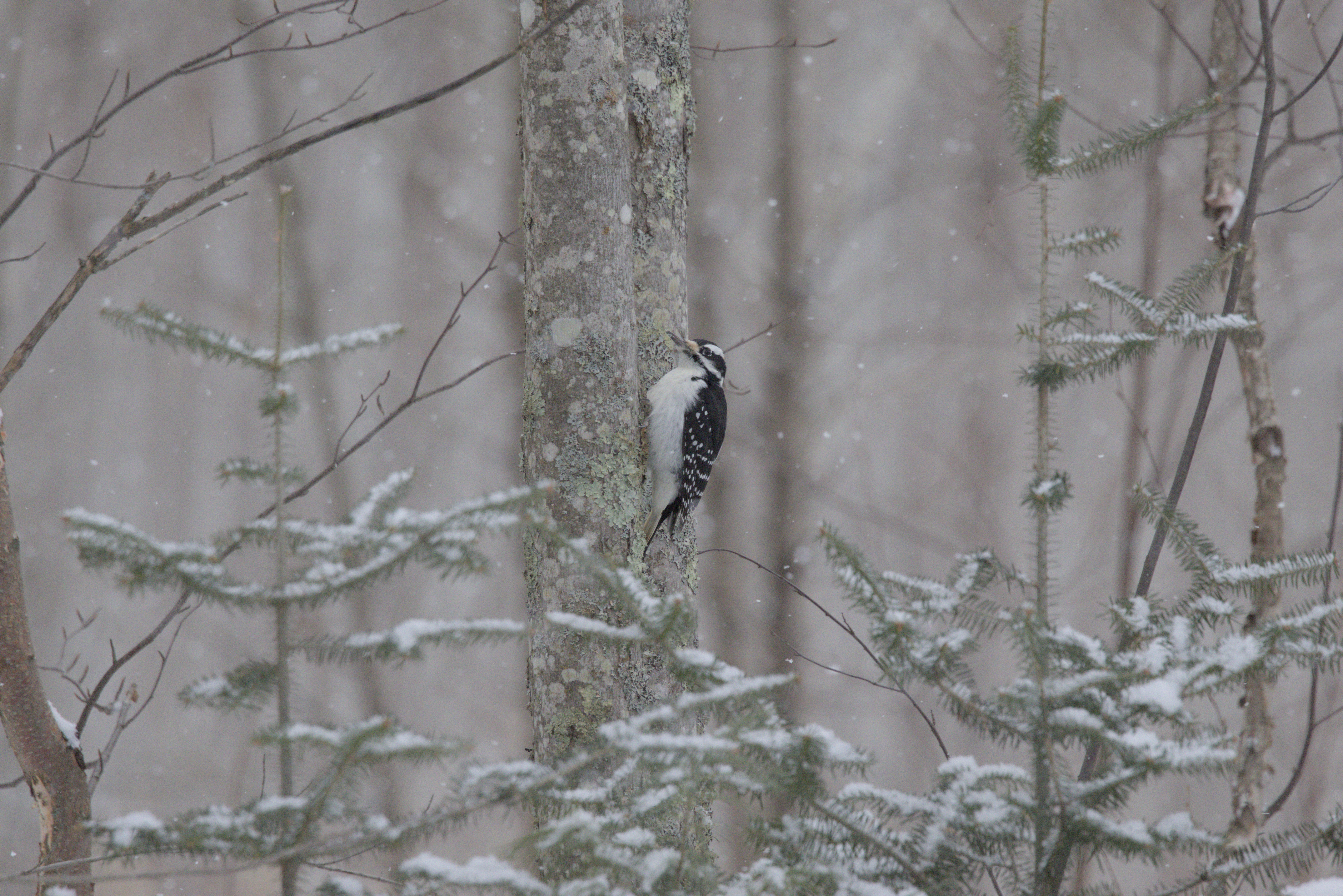 Hairy Woodpecker photograph 1