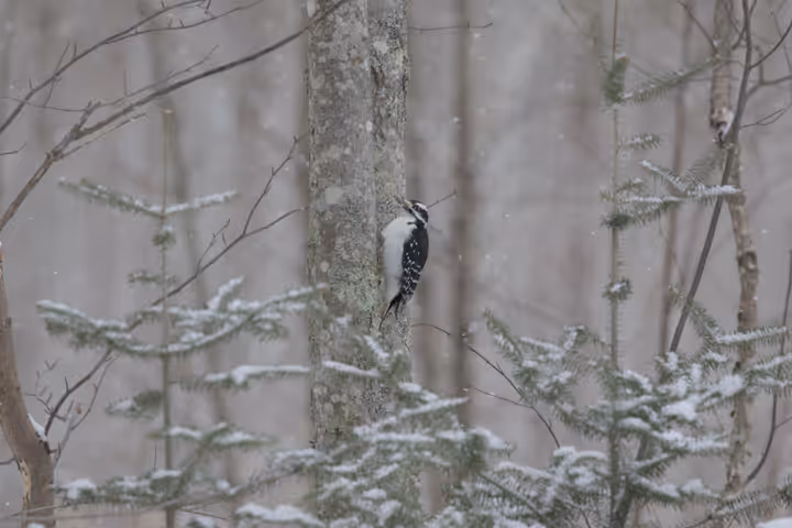 Hairy Woodpecker trip image