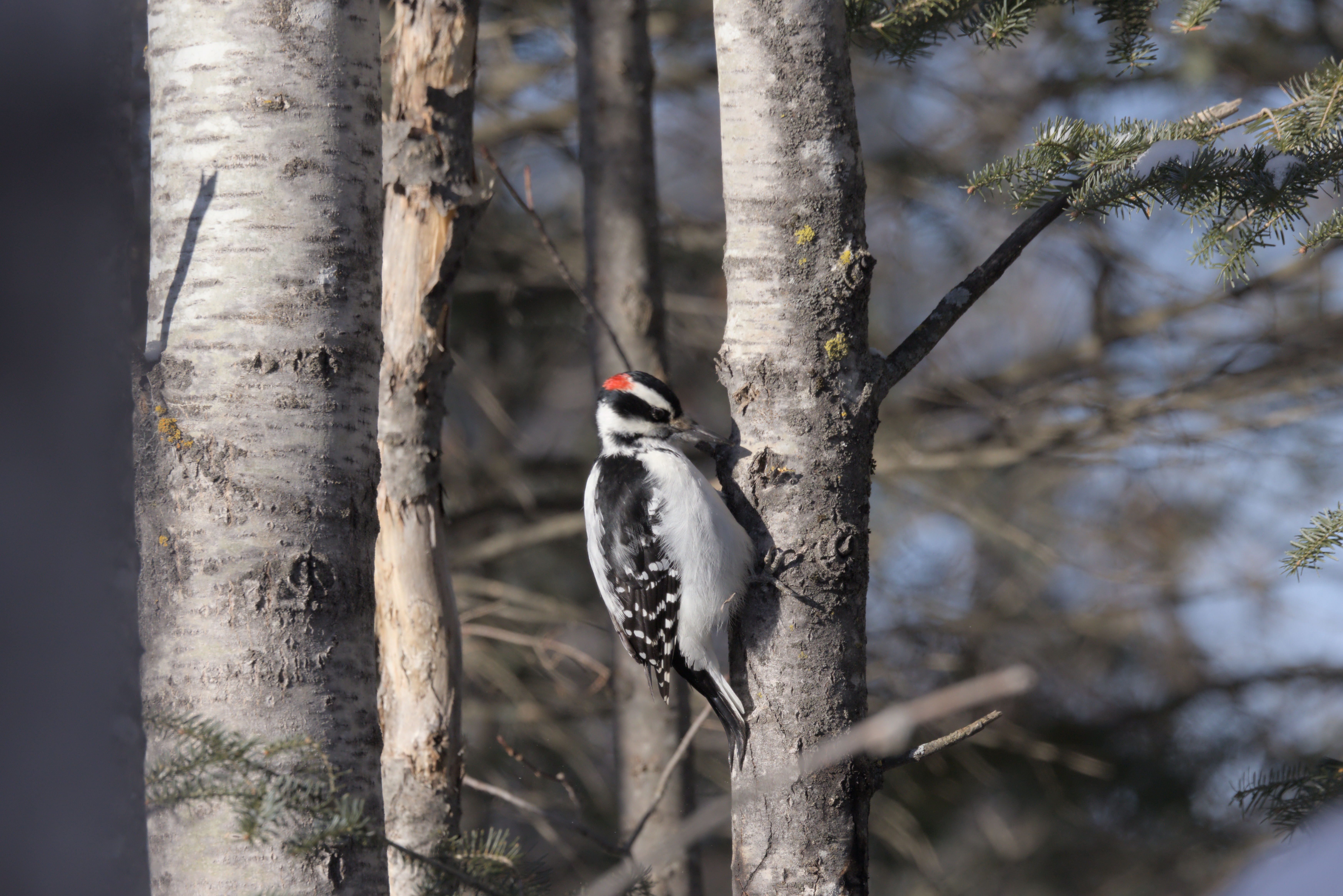 Hairy Woodpecker photograph 2
