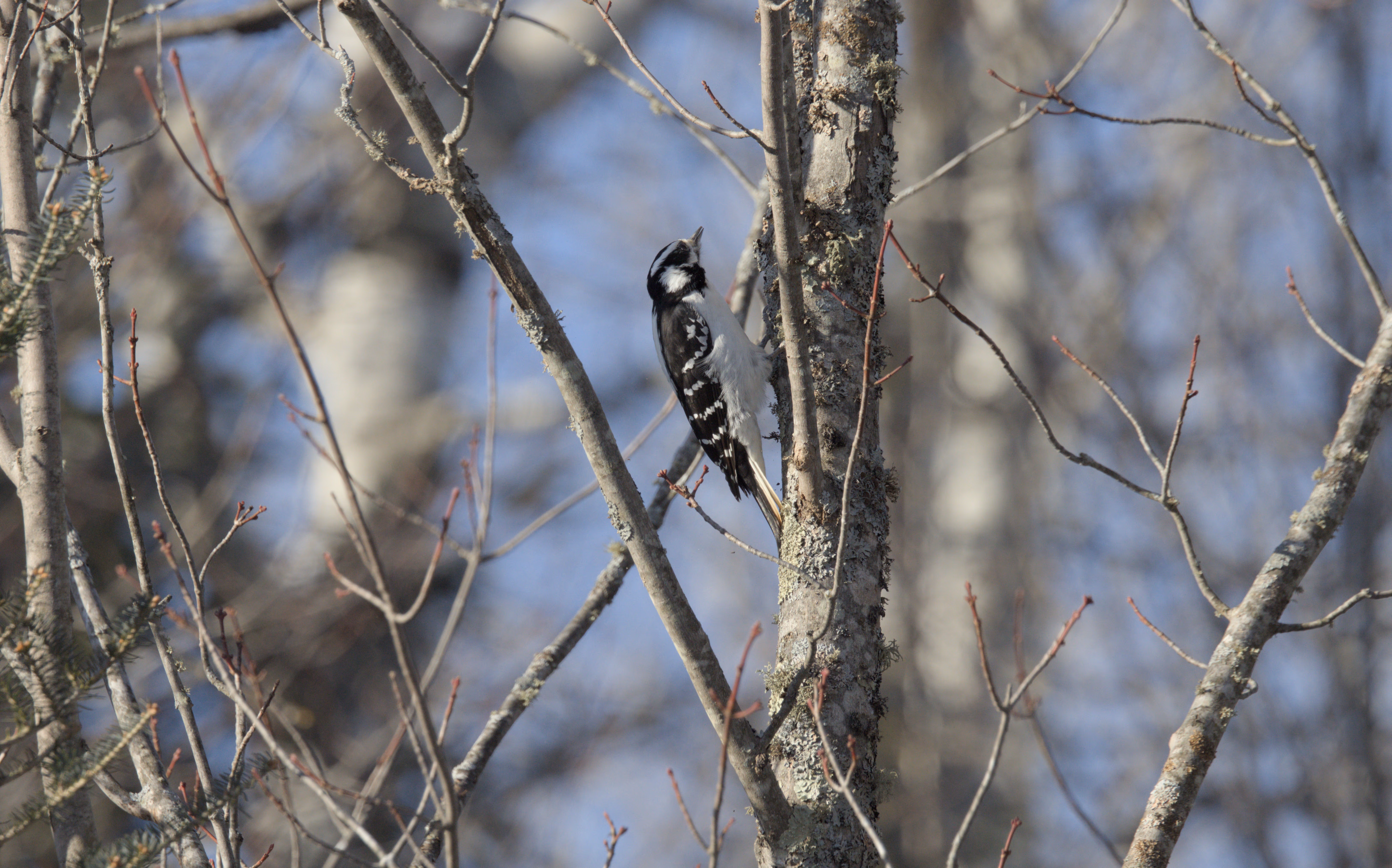 Hairy Woodpecker trip cover
