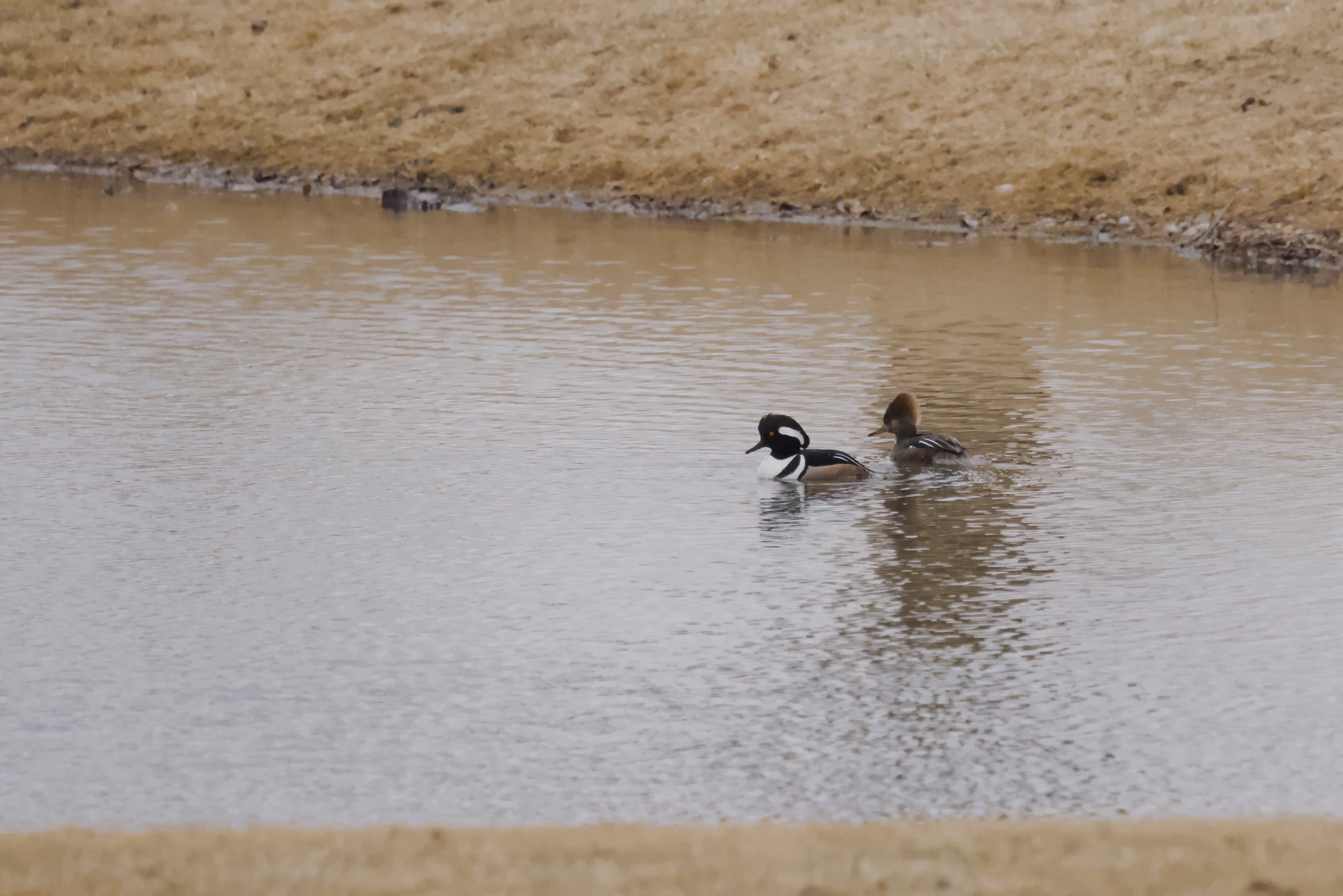 Hooded Merganser photograph 1