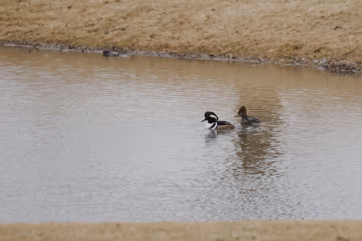 Hooded Merganser trip image