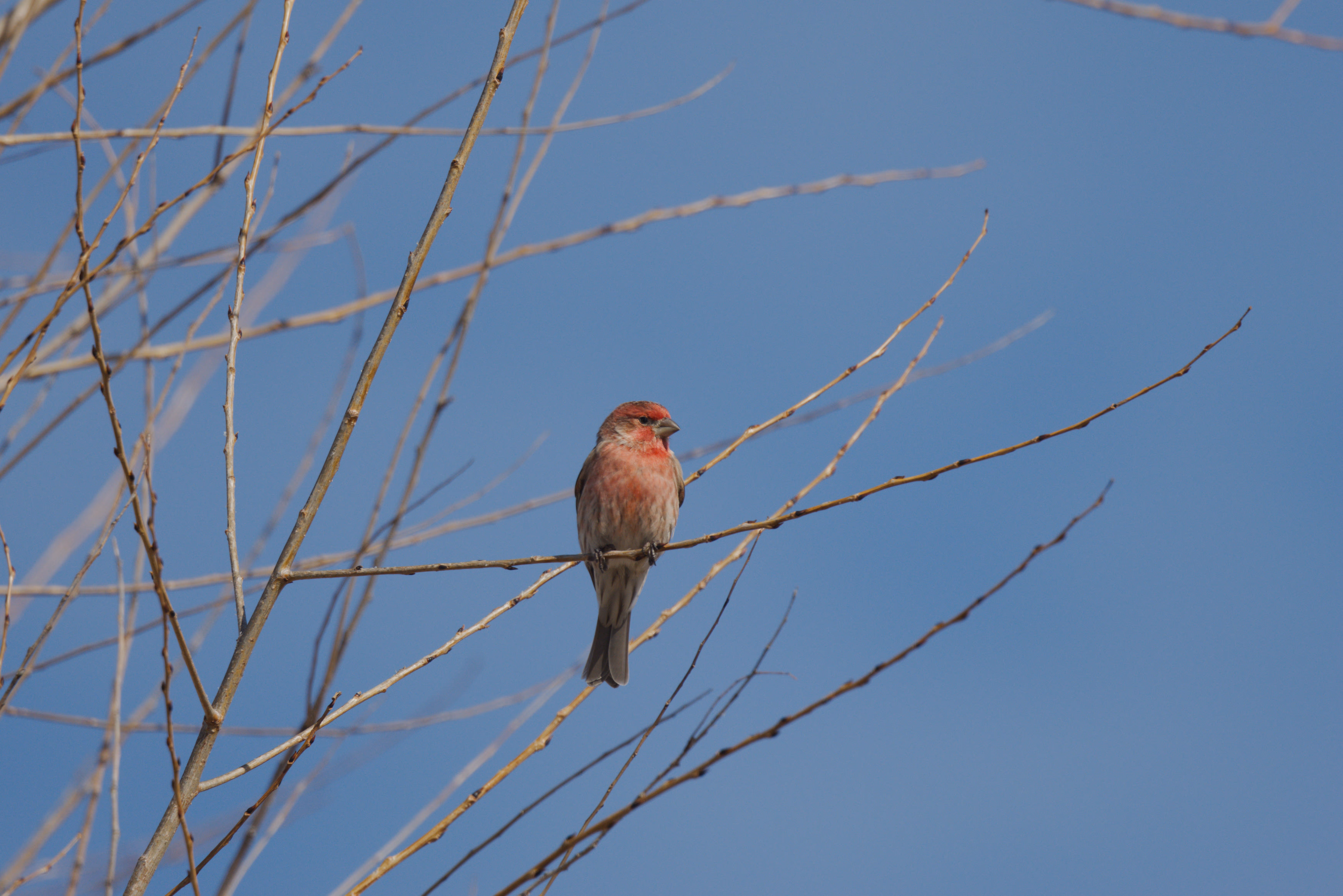 House Finch photograph 1