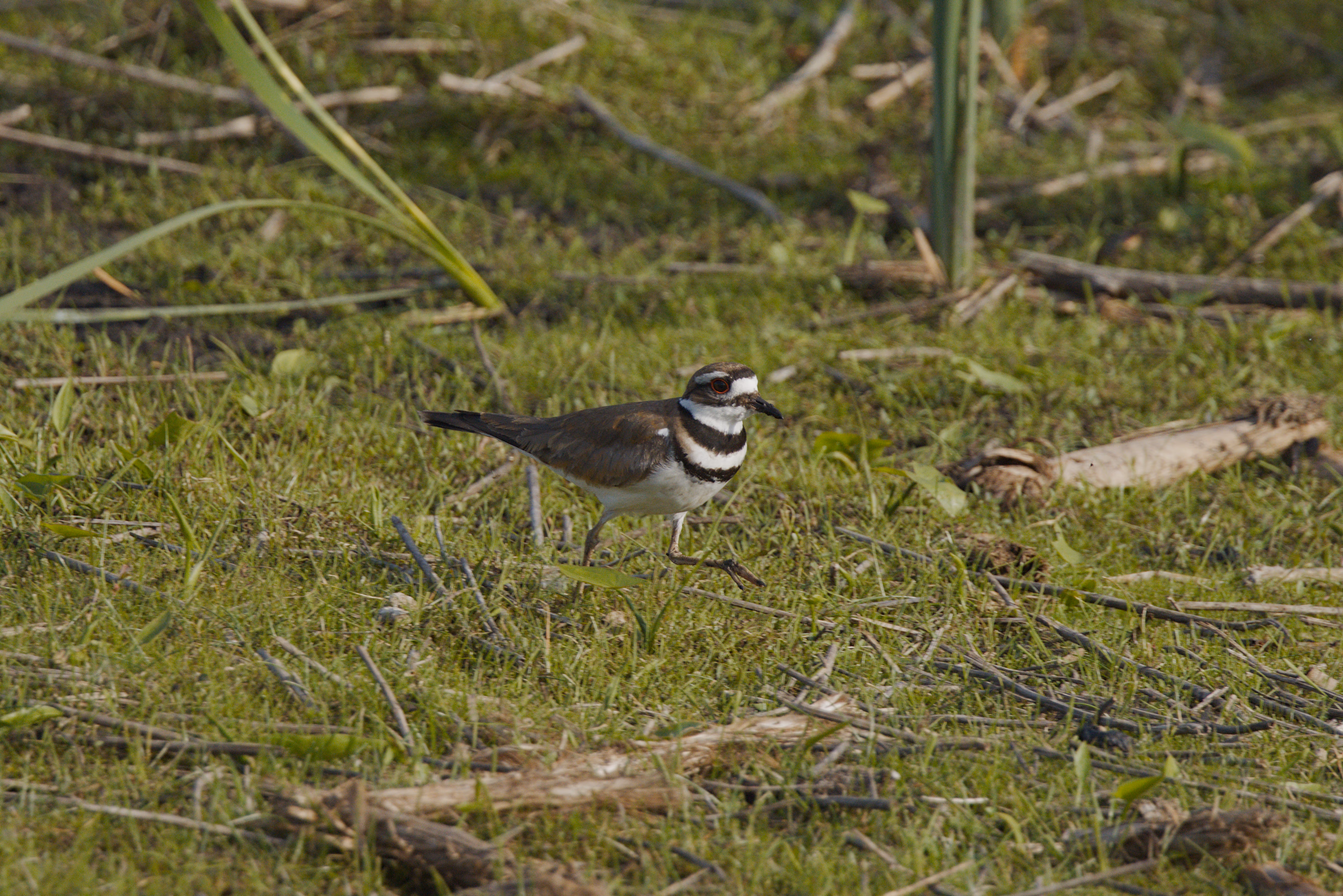 Killdeer photograph 1
