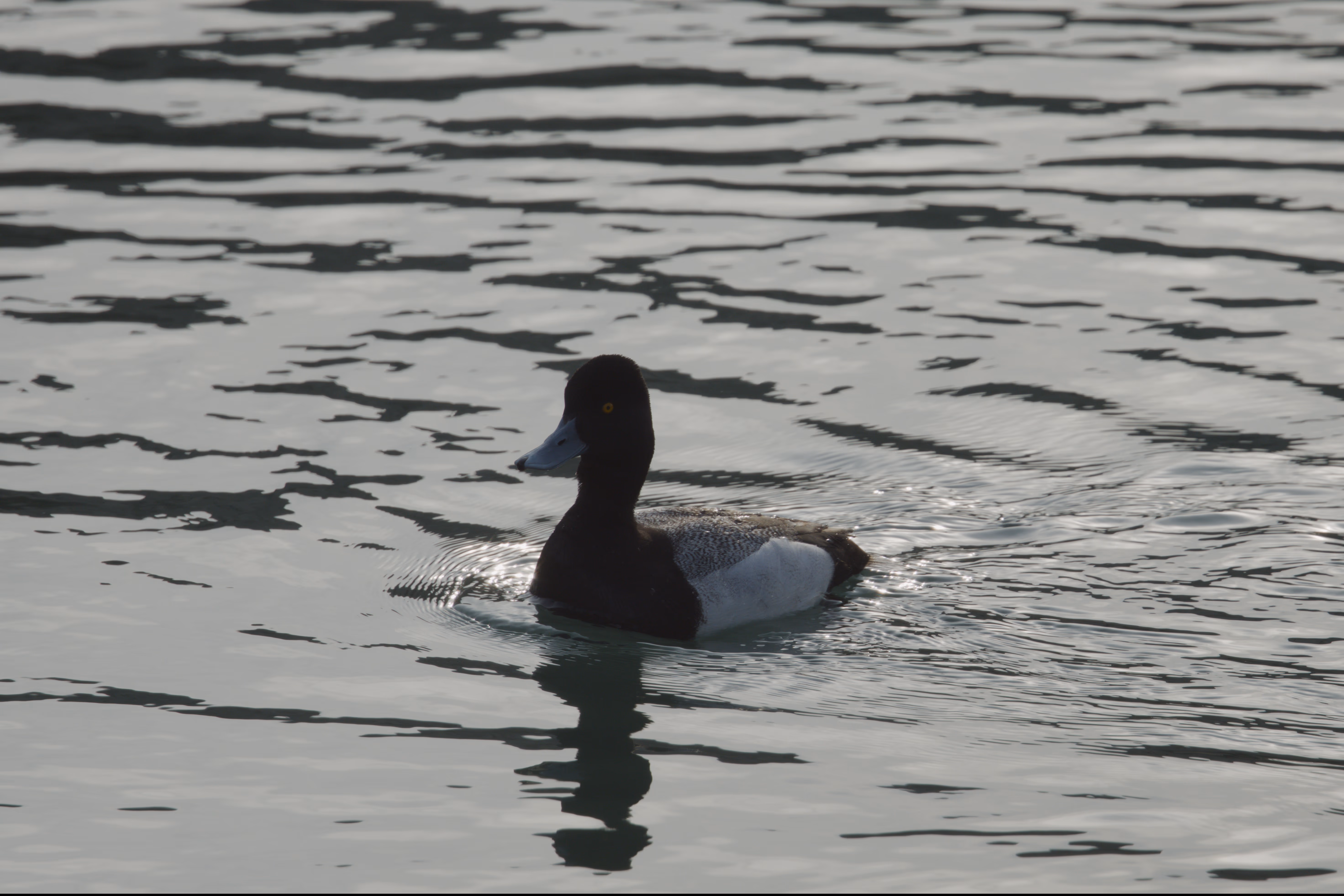 Lesser Scaup photograph 1