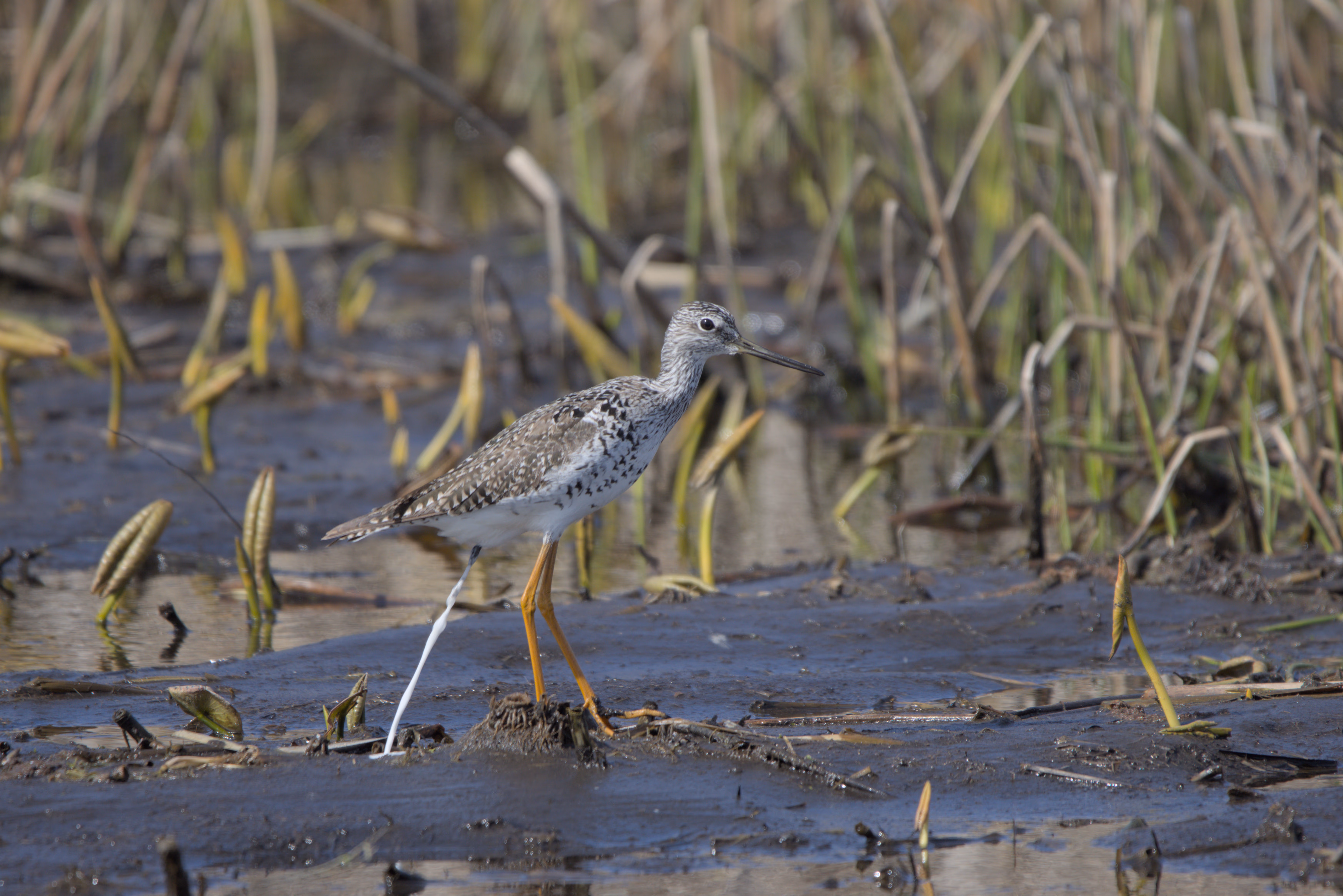 Lesser Yellowlegs photograph 1