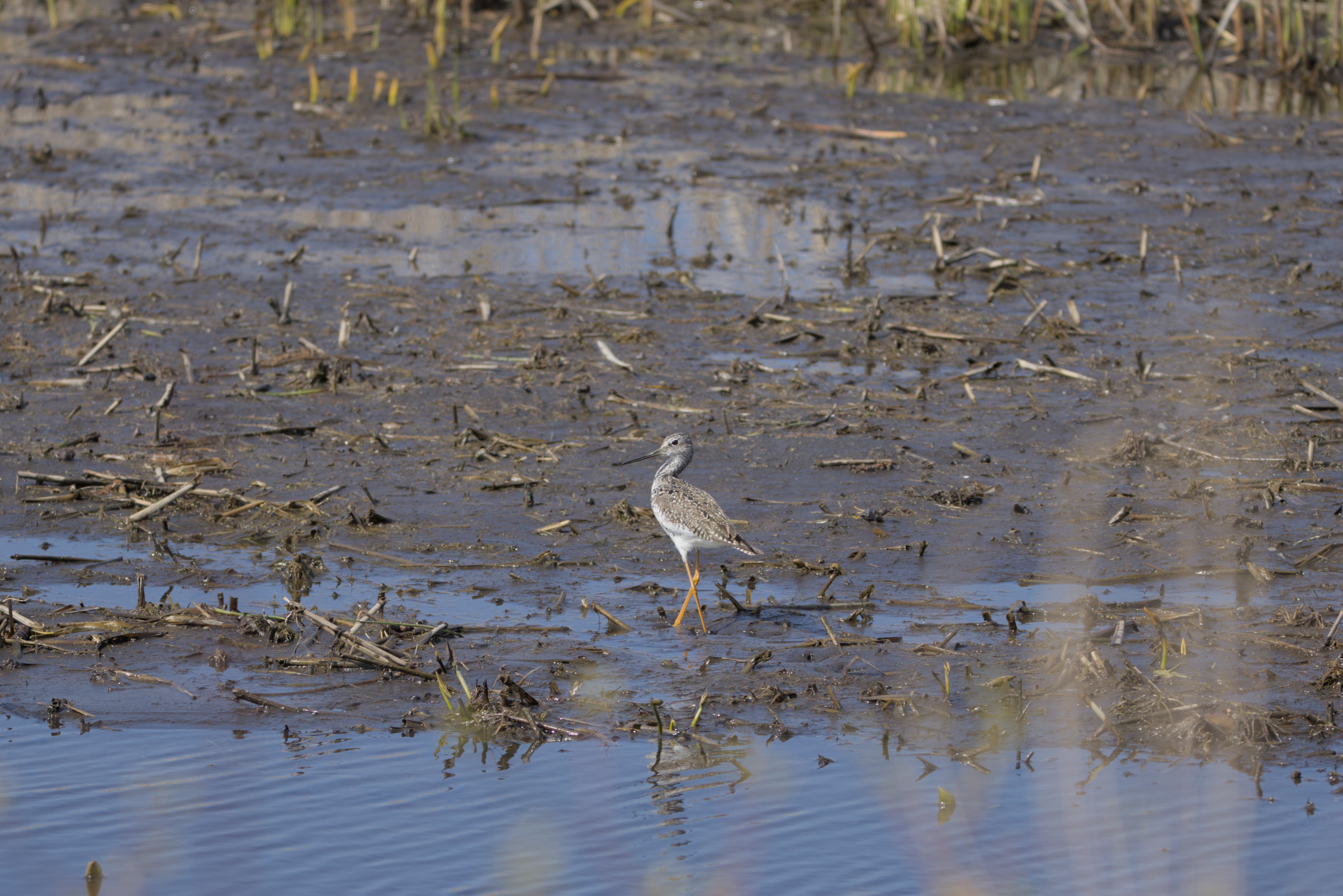 Lesser Yellowlegs photograph 2