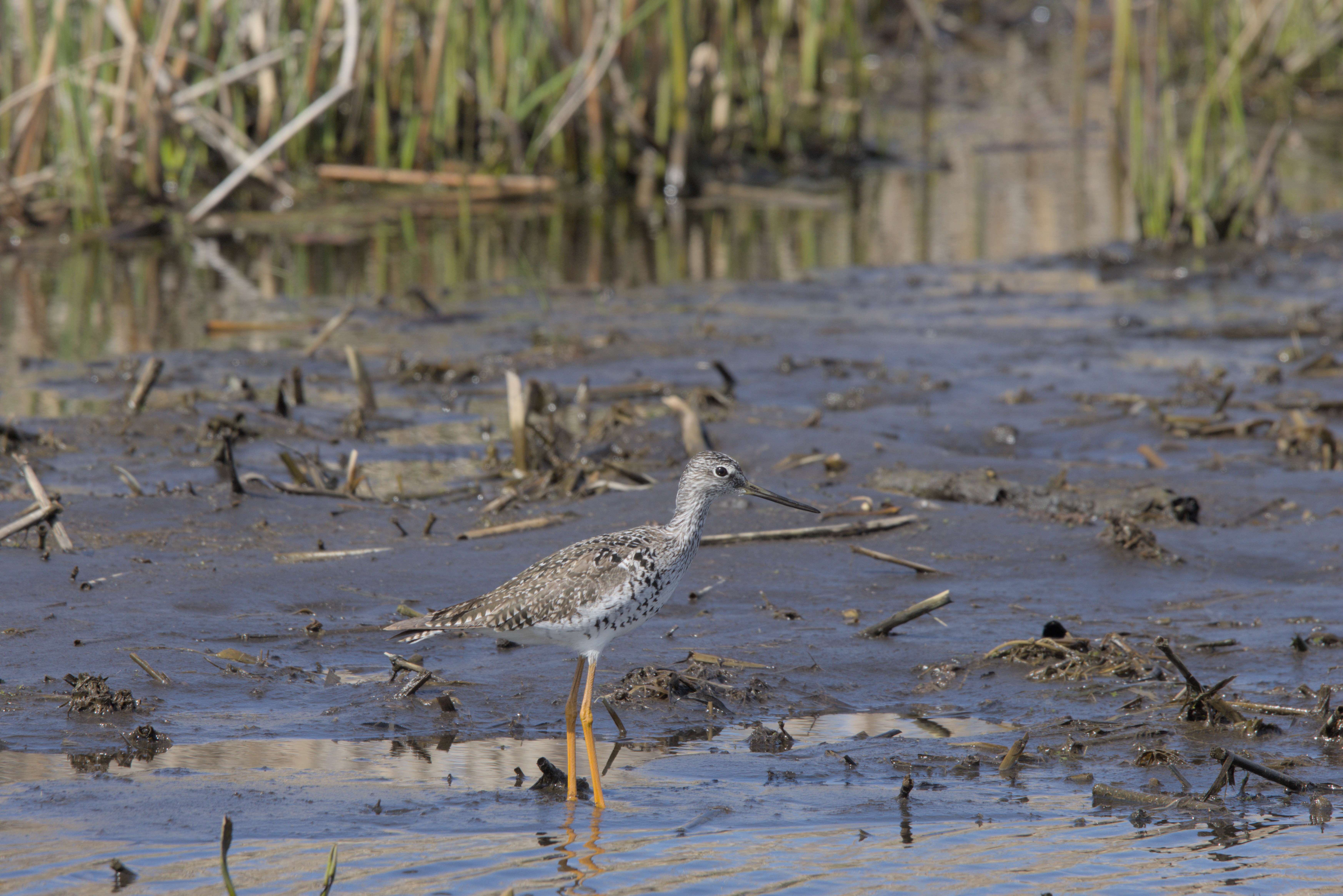 Lesser Yellowlegs photograph 3