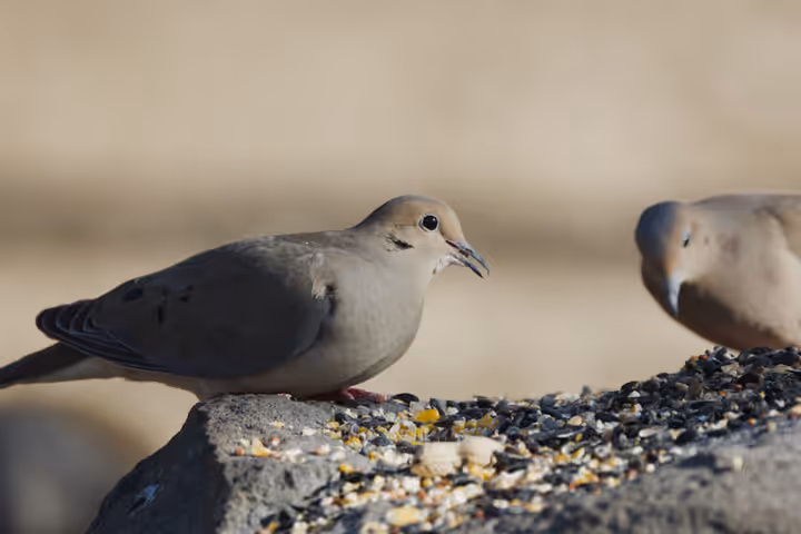 Mourning Dove trip image
