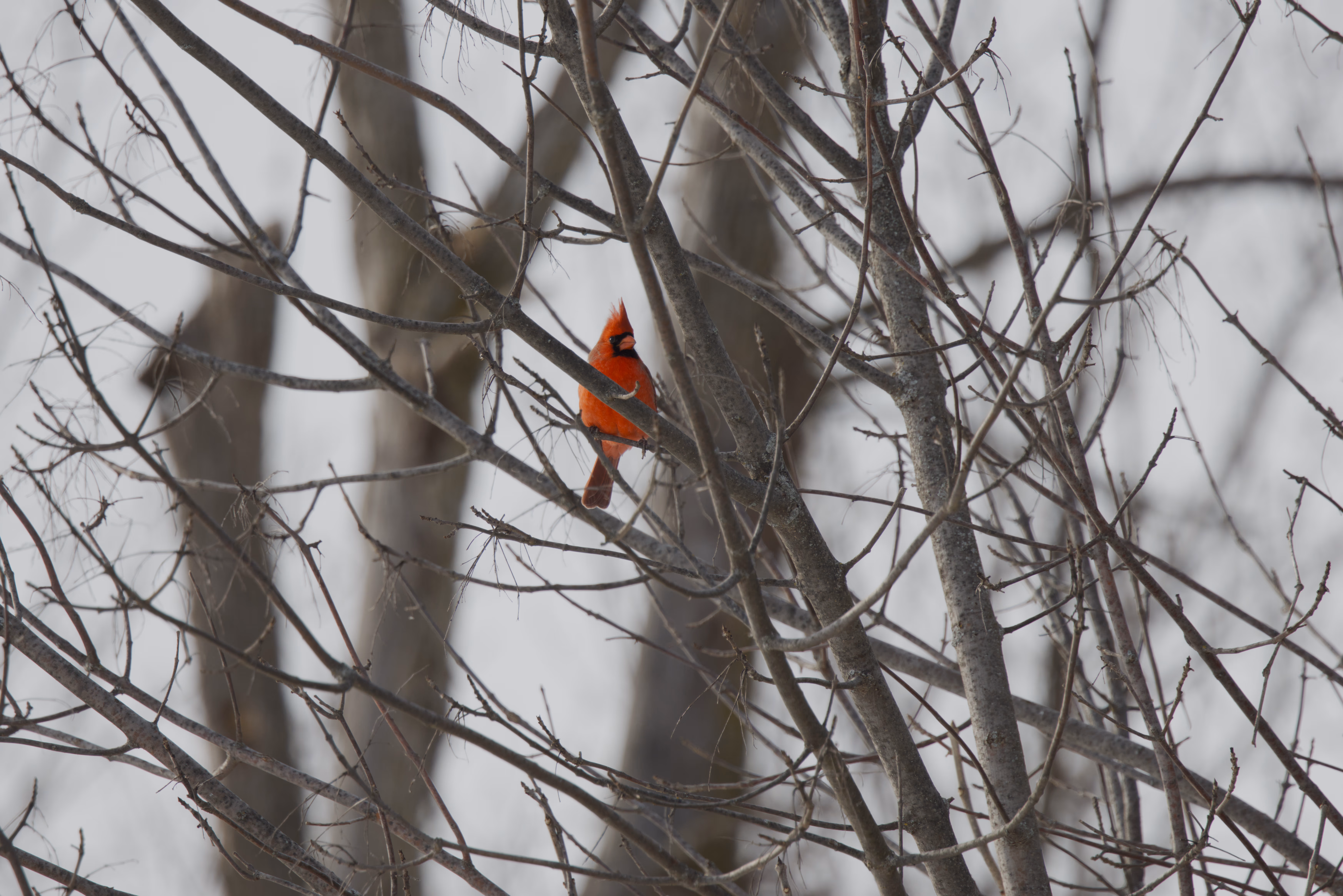 Northern Cardinal photograph 1