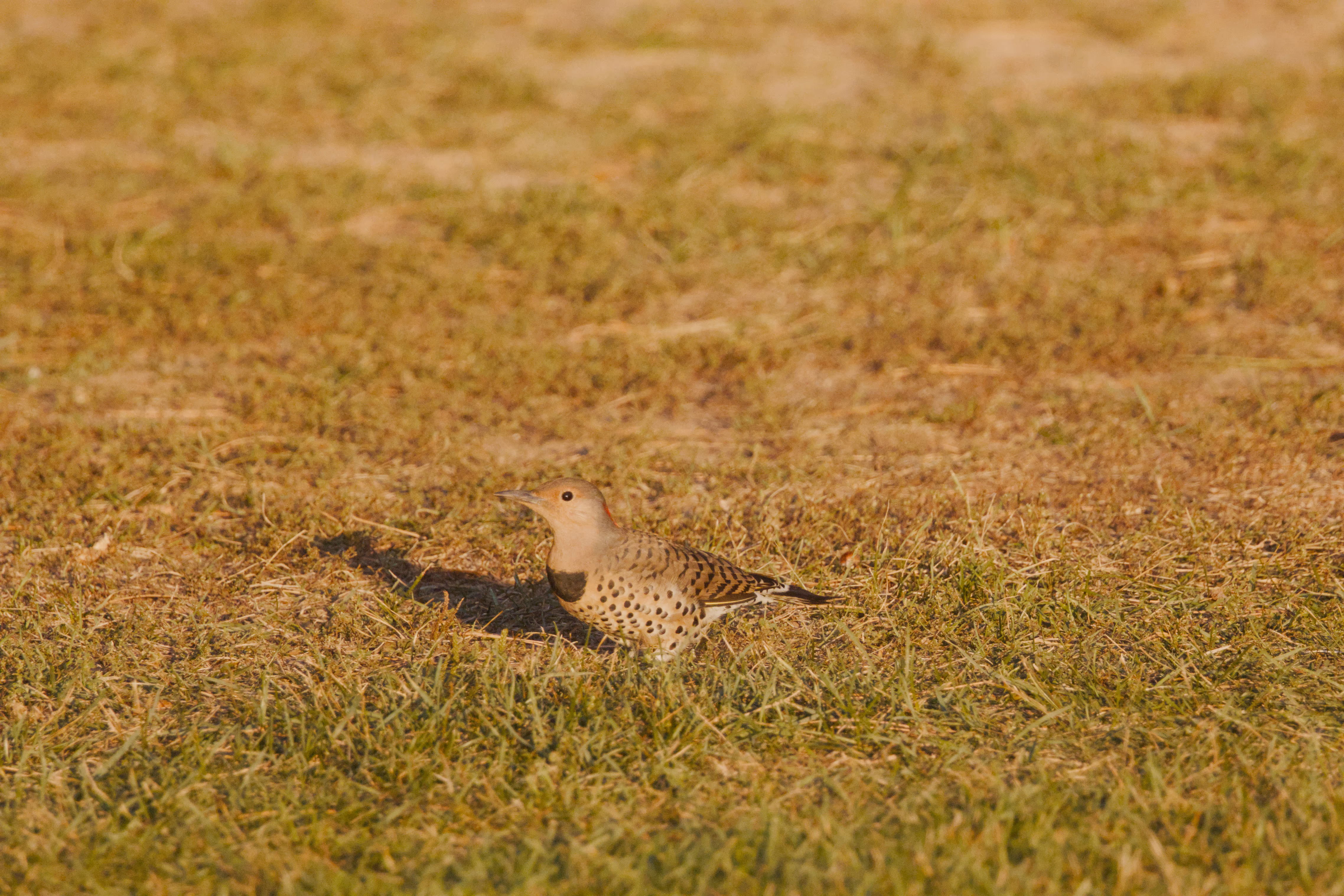 Northern Flicker photograph 1