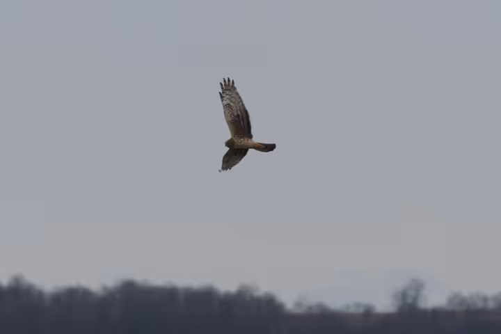 Northern Harrier trip image