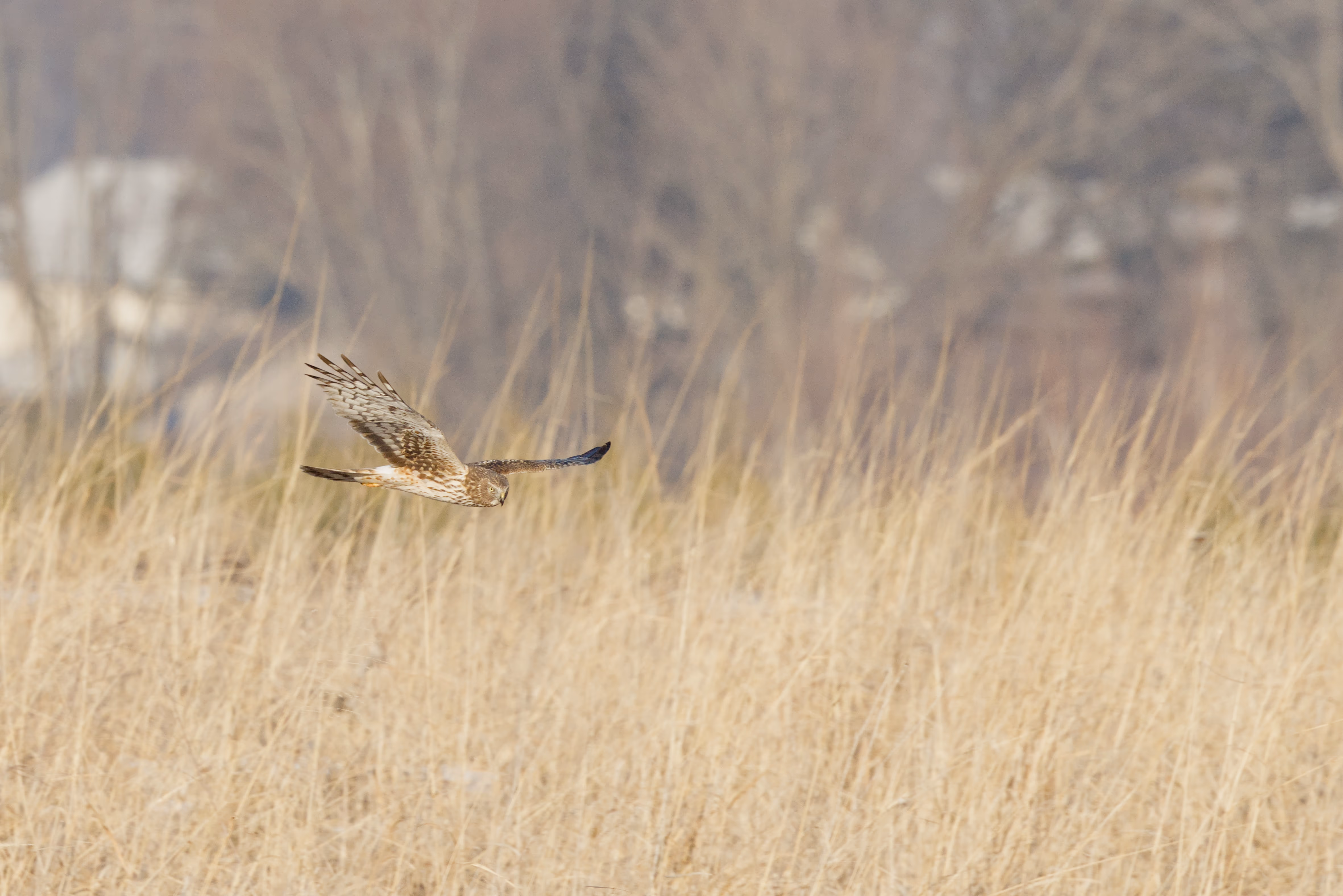Northern Harrier photograph 2