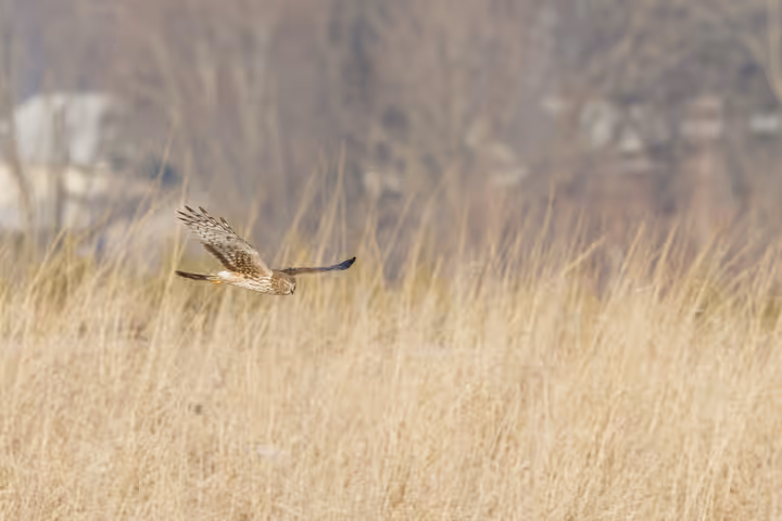 Northern Harrier trip image
