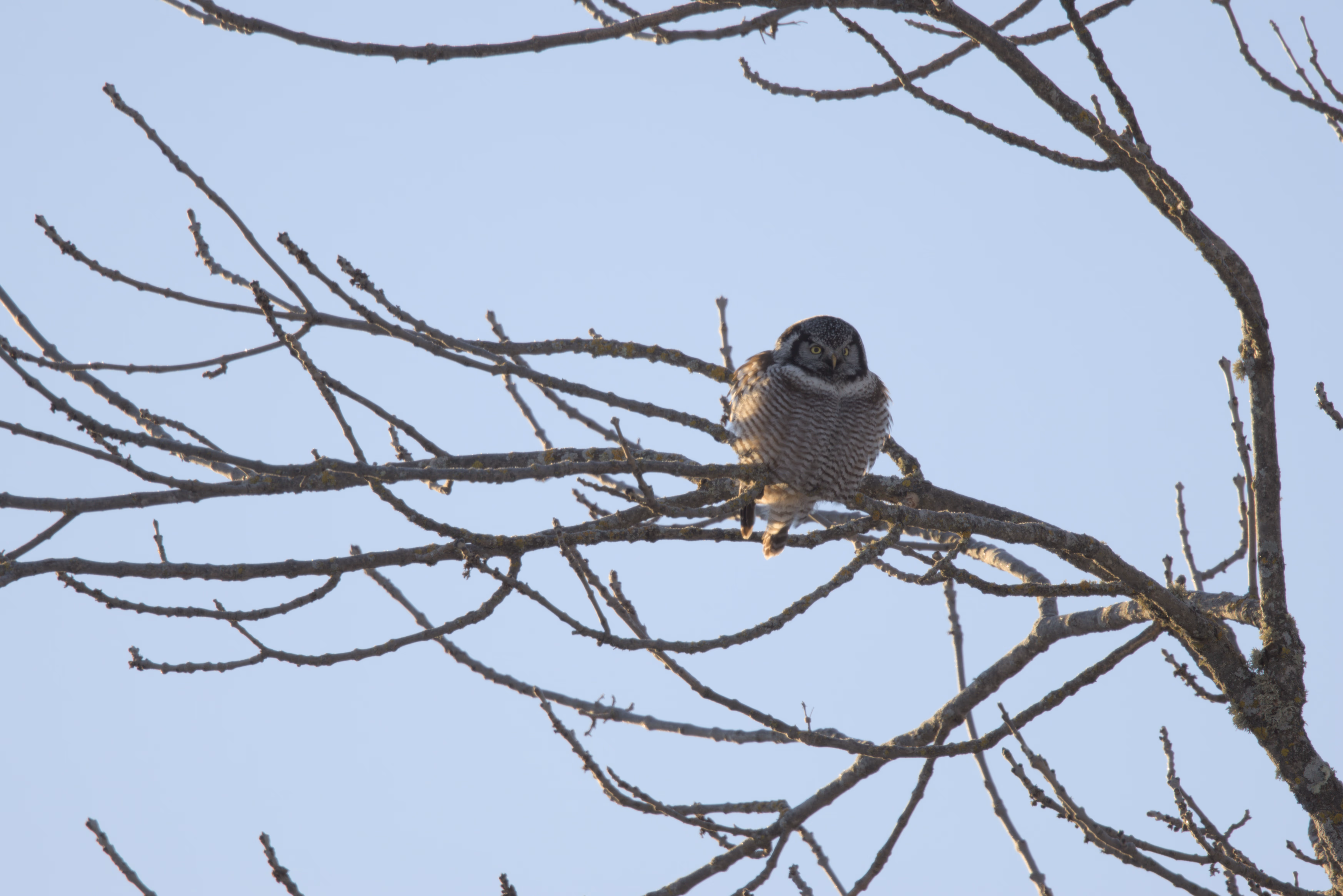 Northern Hawk Owl photograph 4