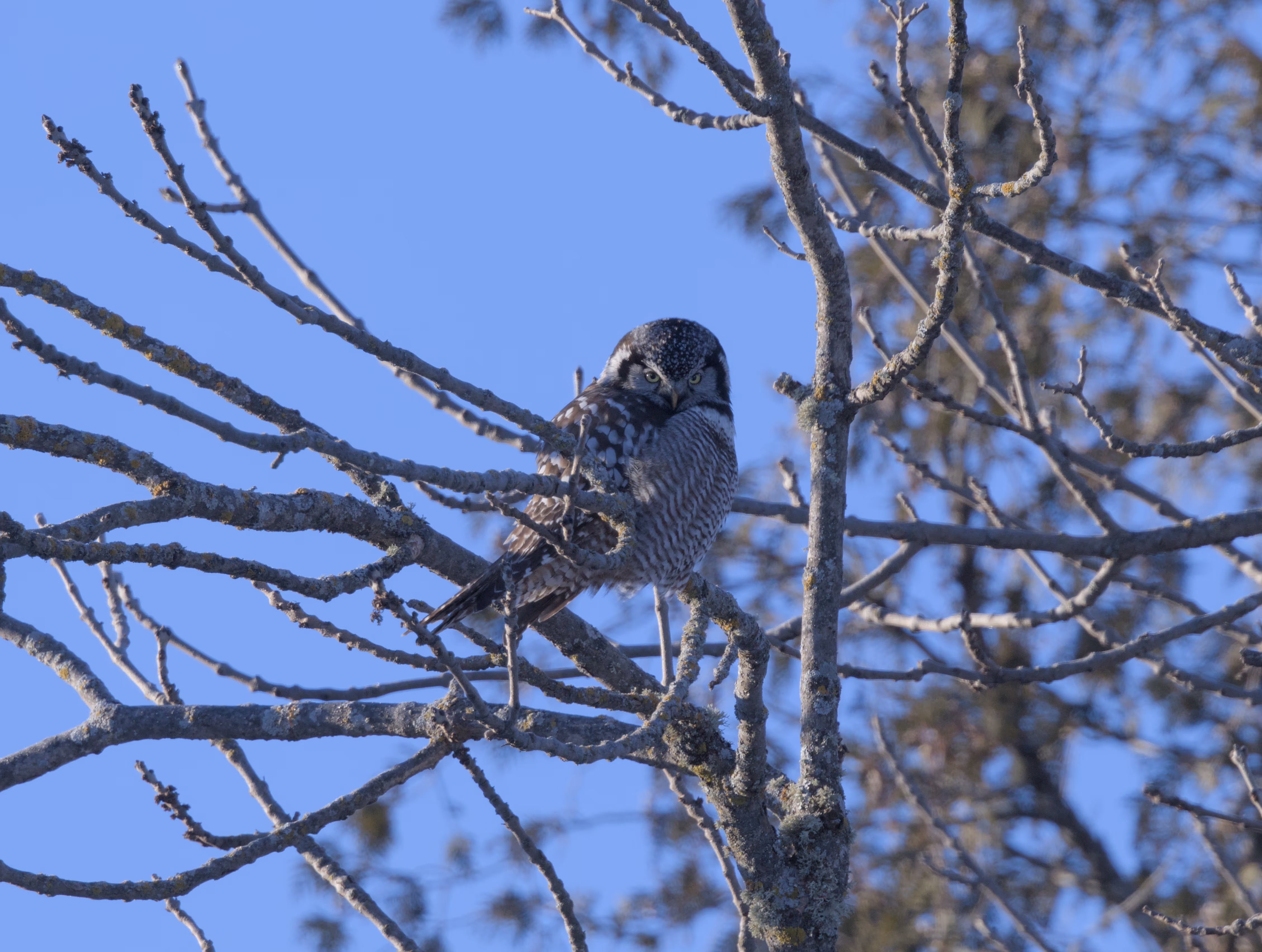 Northern Hawk Owl photograph 3