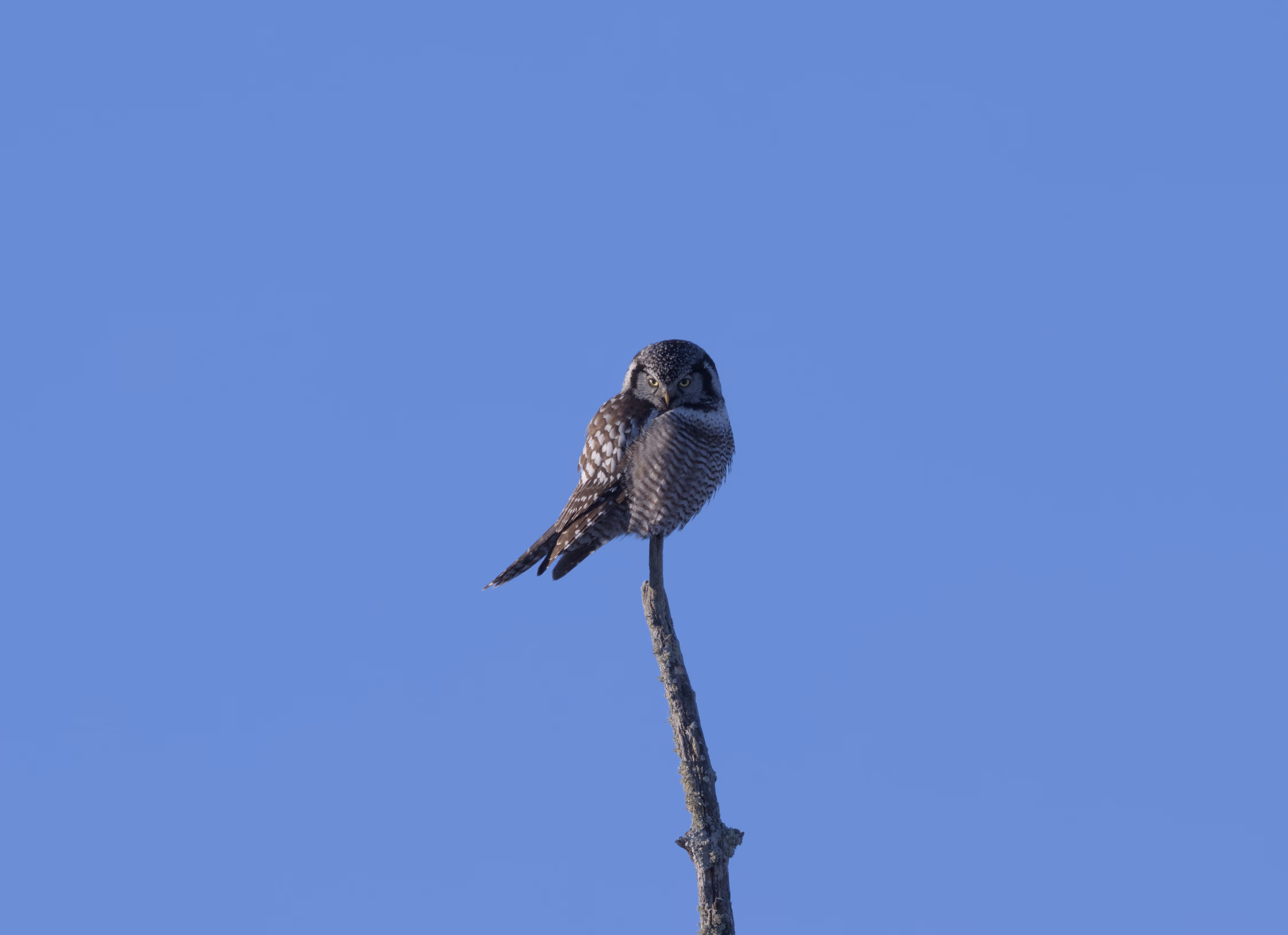 Northern Hawk Owl photograph 2