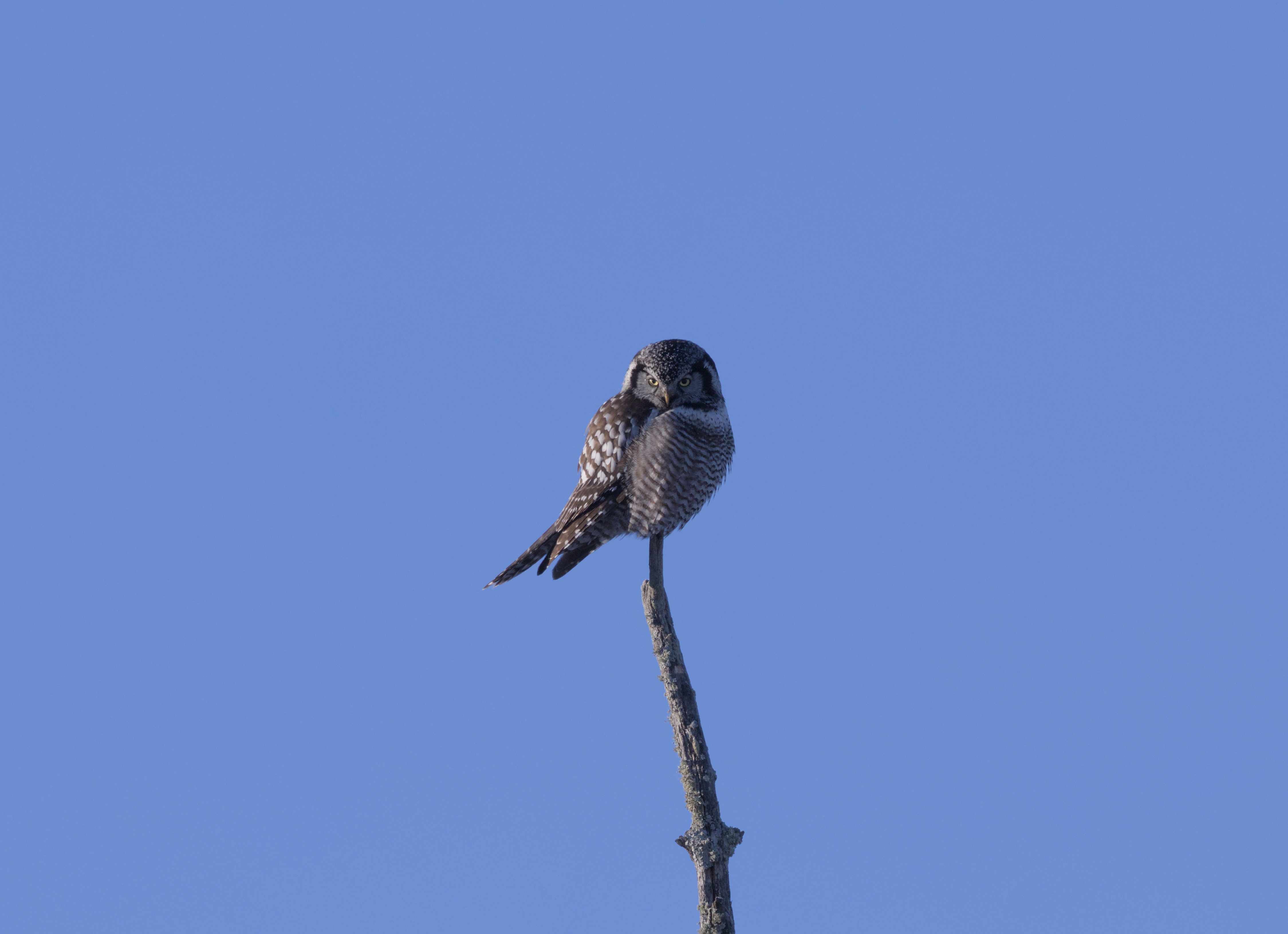 Northern Hawk Owl photograph 3