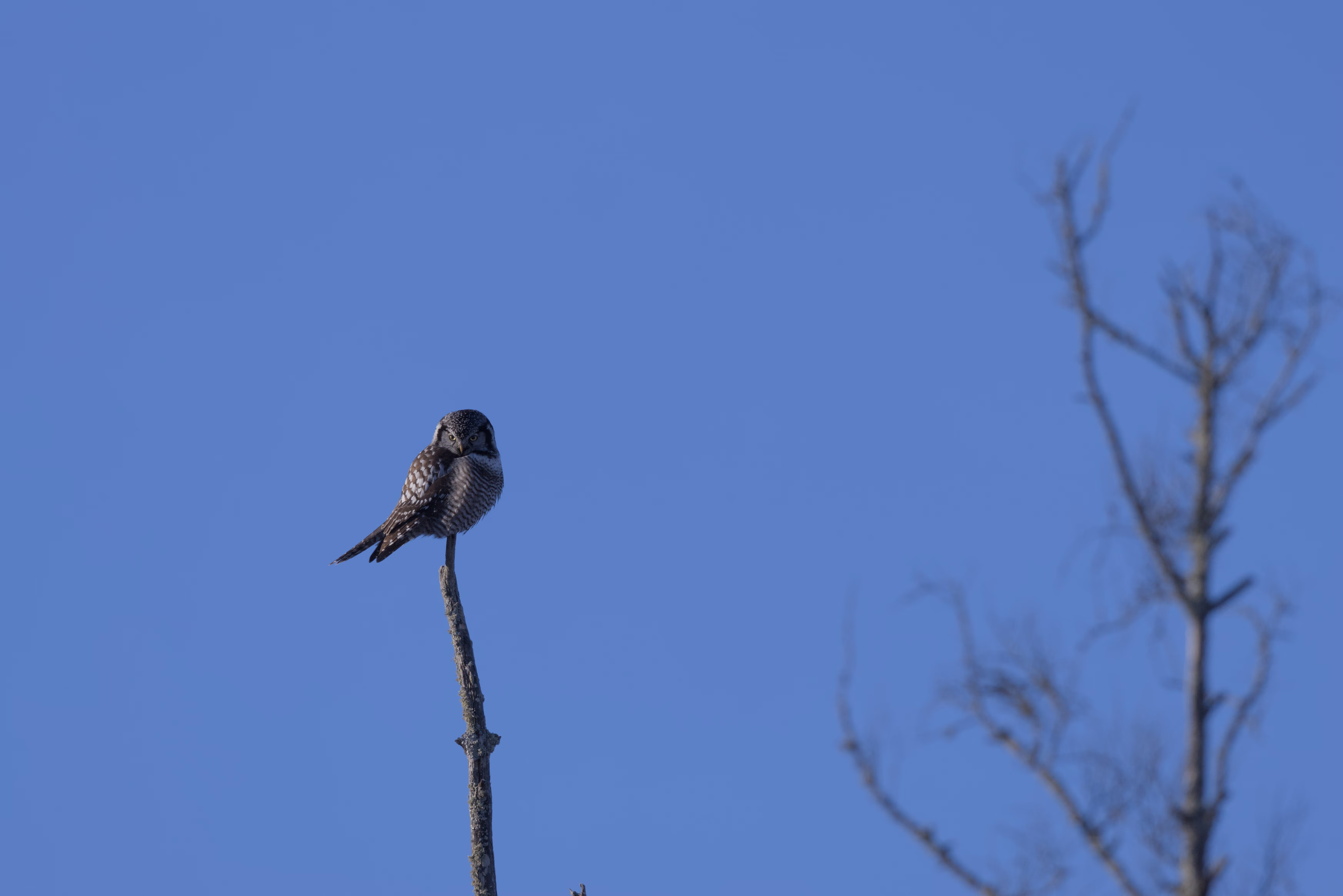 Northern Hawk Owl photograph 1