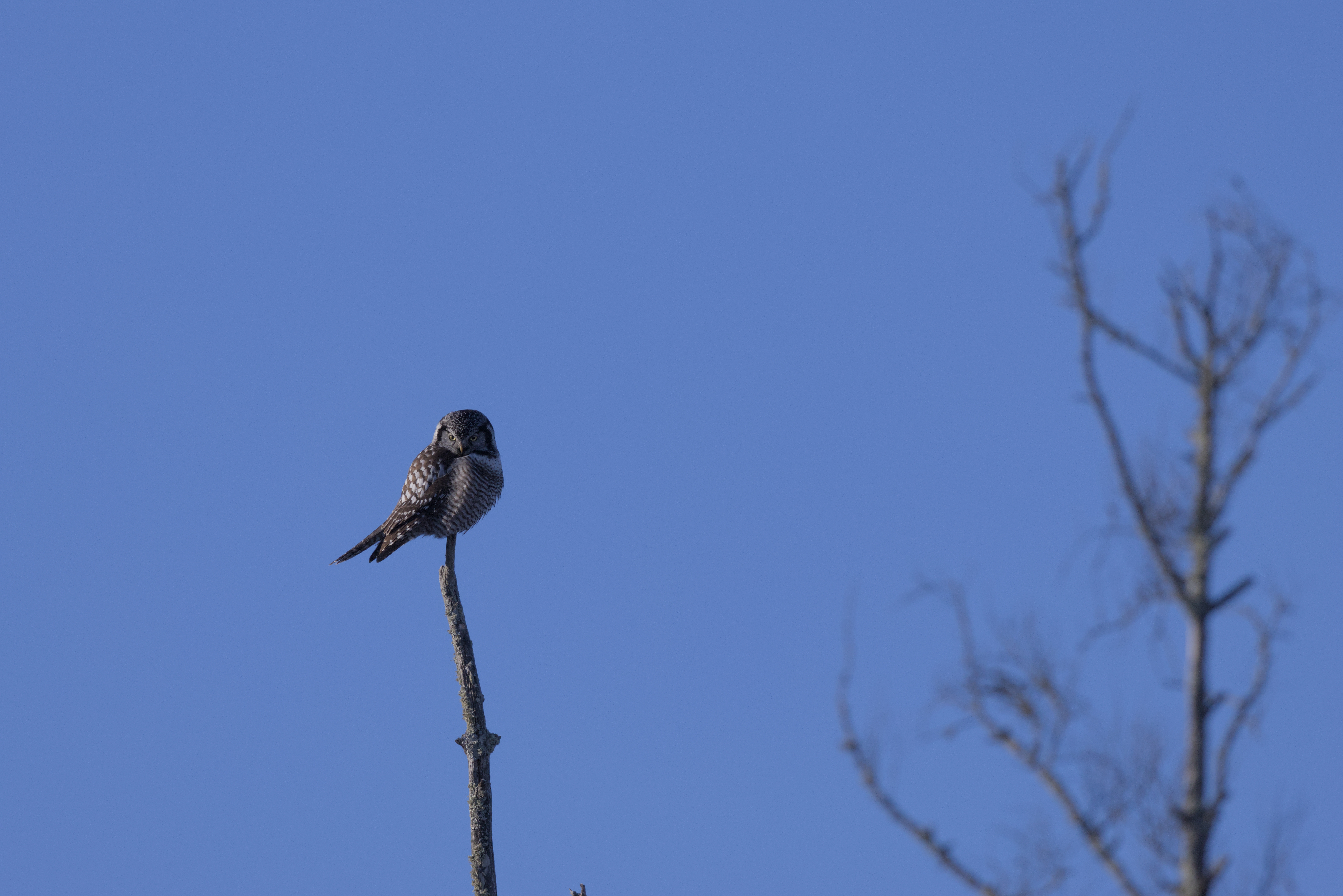 Northern Hawk Owl photograph 4