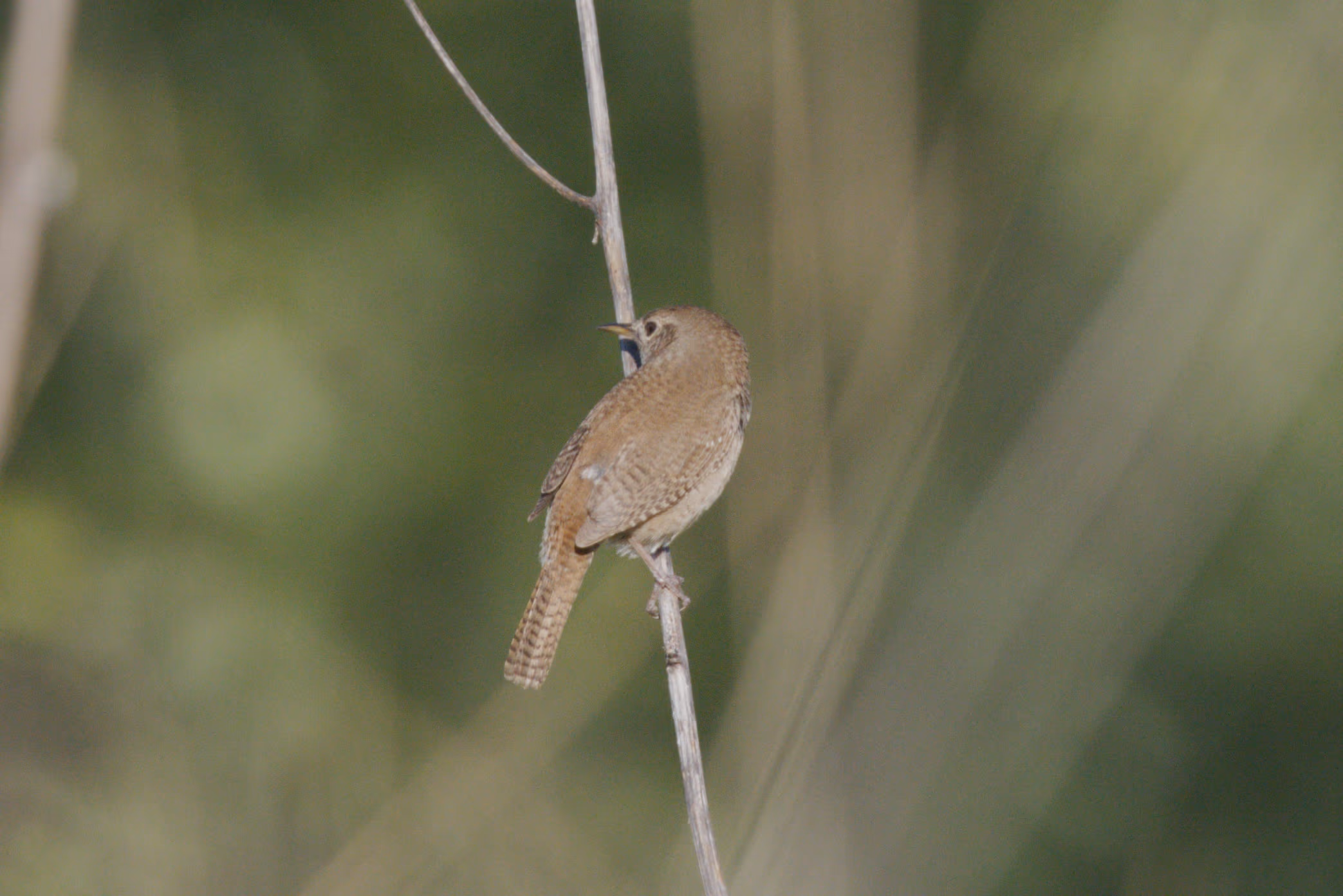 Northern House Wren photograph 1