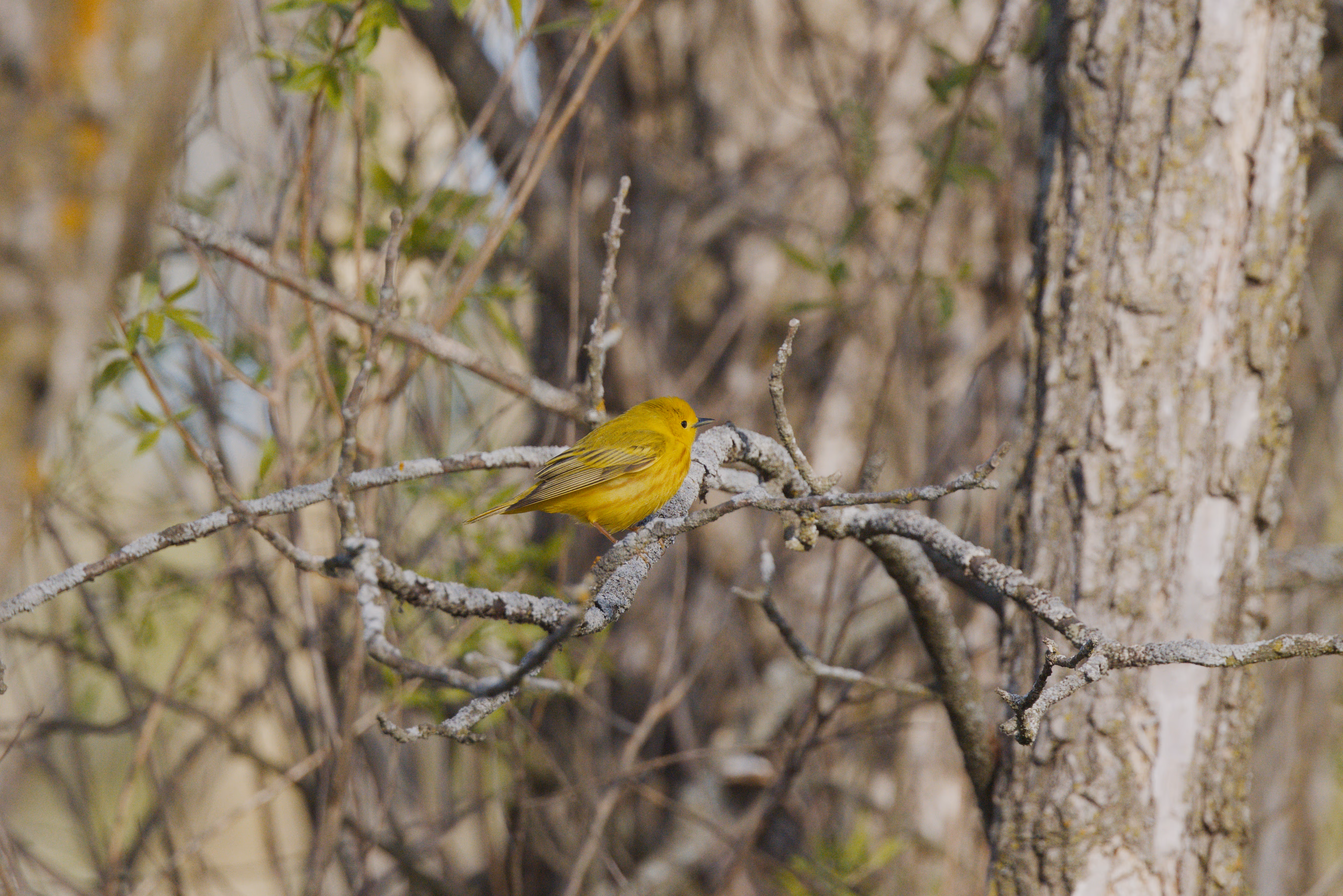 Northern Yellow Warbler photograph 1