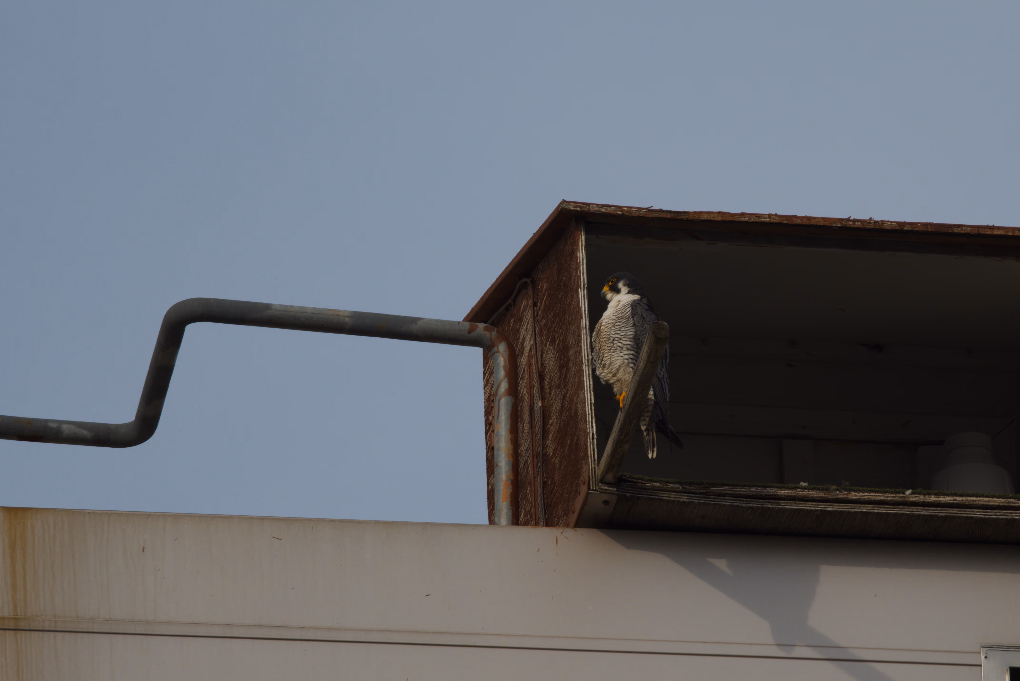 Peregrine Falcon photograph 2