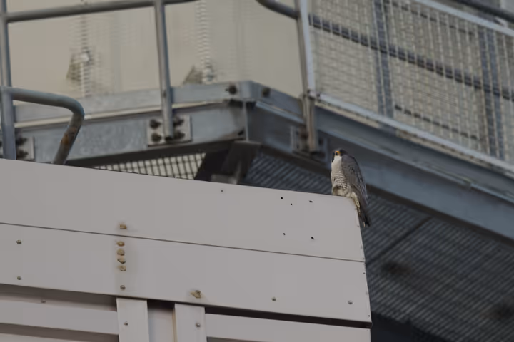 Peregrine Falcon recent capture