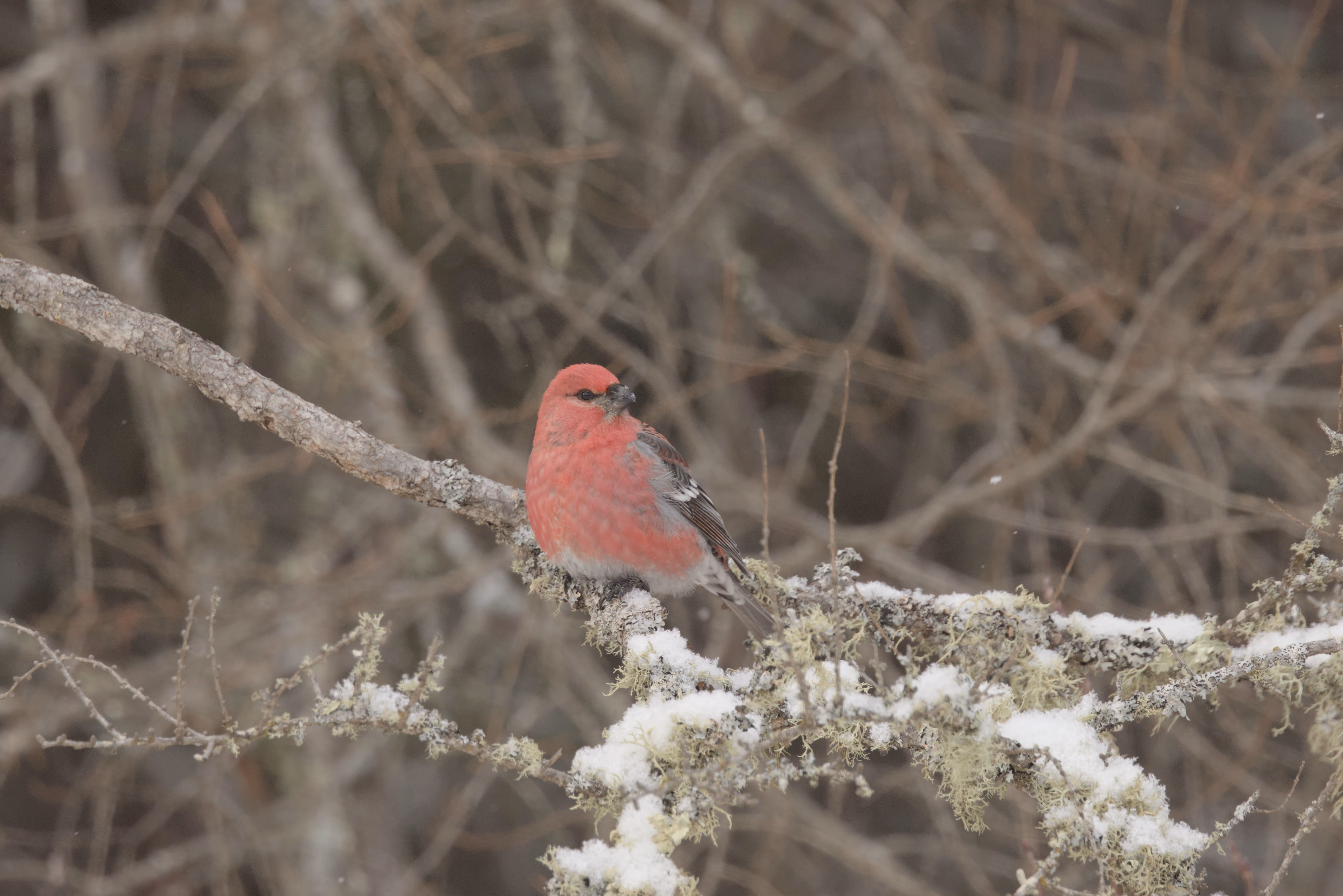 Pine Grosbeak photograph 2