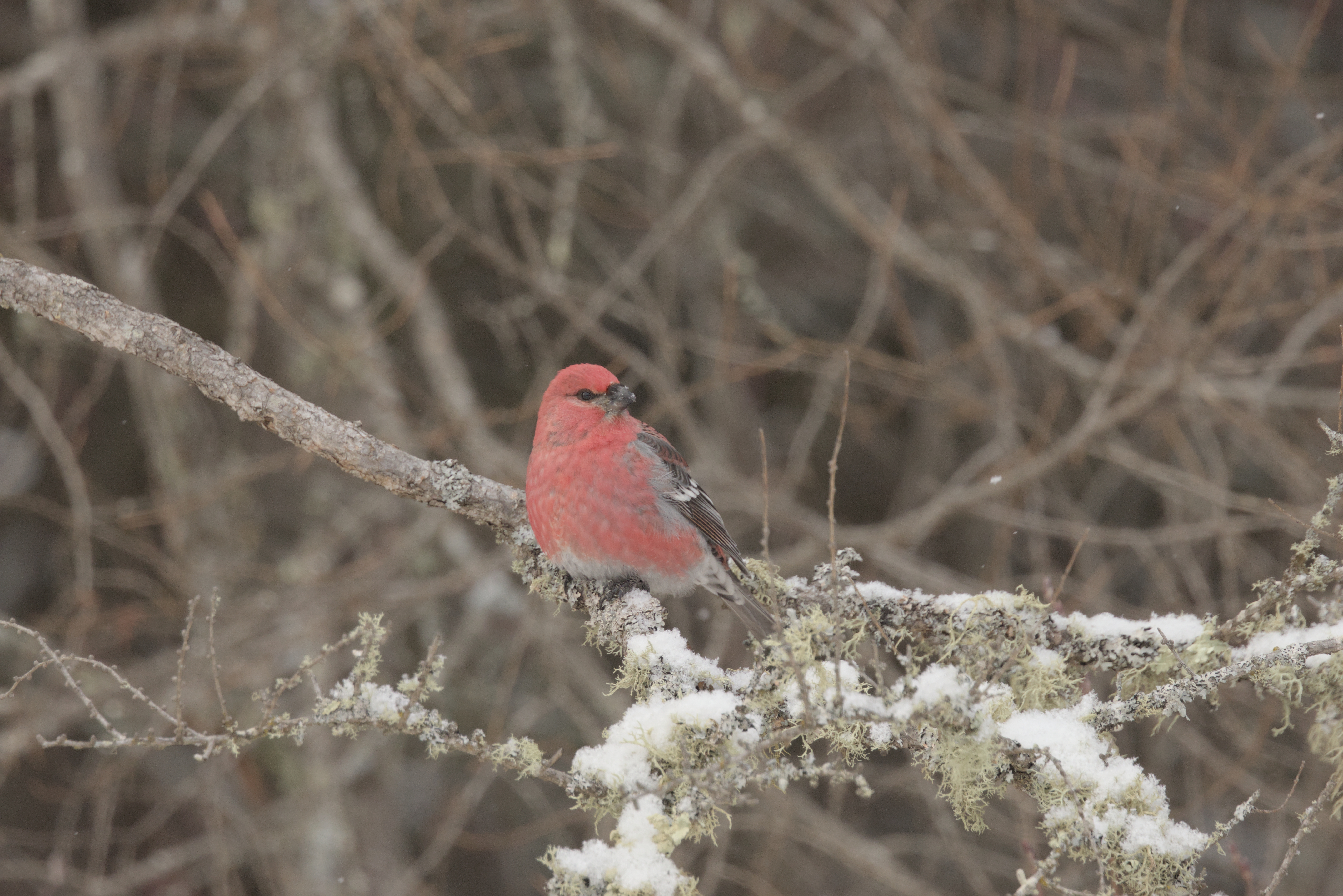 Pine Grosbeak photograph 1