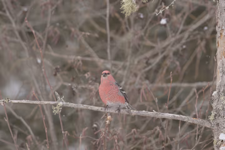 Pine Grosbeak trip image