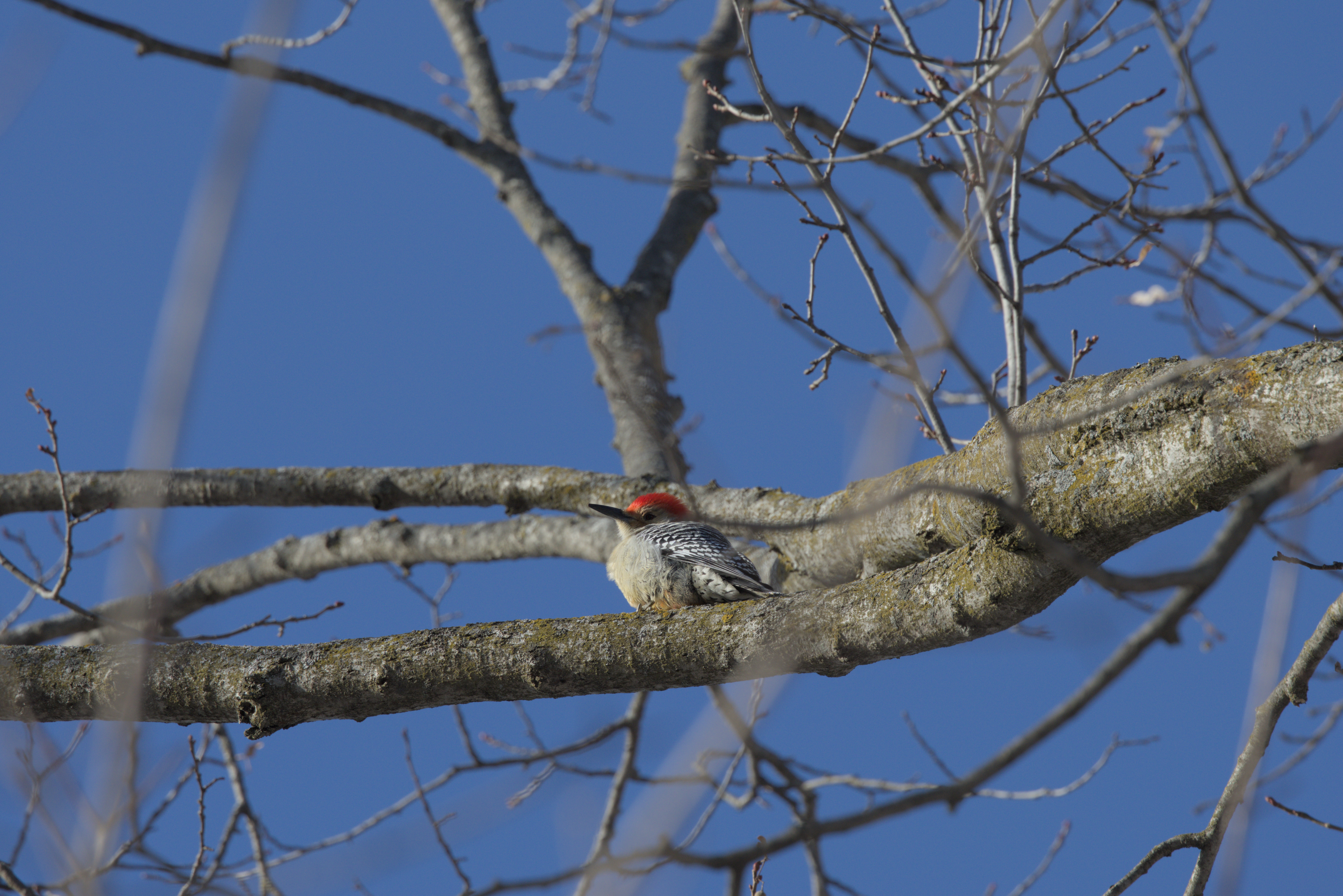 Red Bellied Woodpecker photograph 1