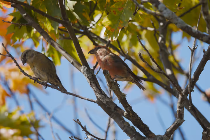 Red Crossbill recent capture