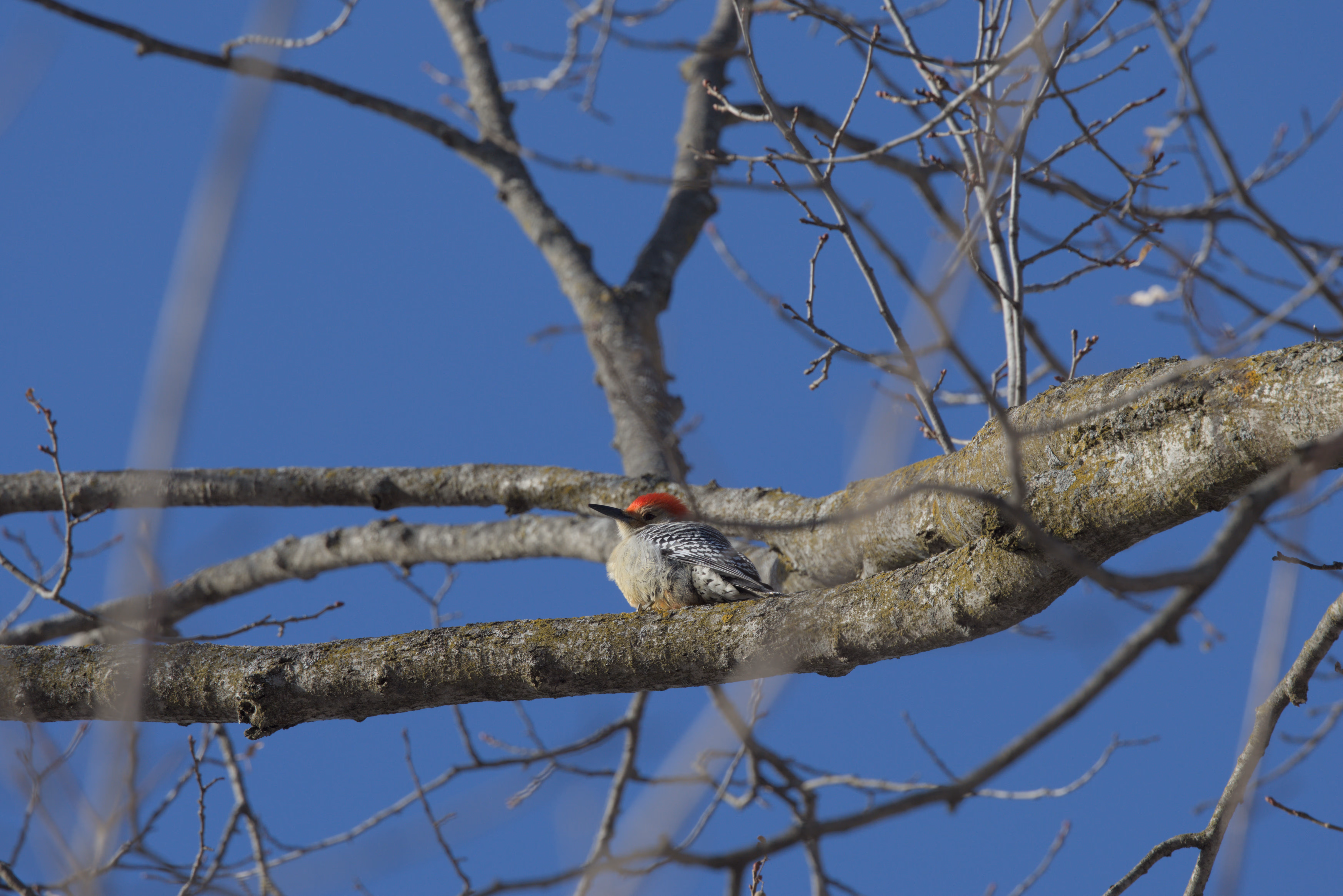 Red-bellied Woodpecker photograph 1