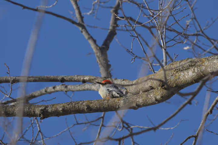 Red-bellied Woodpecker trip image